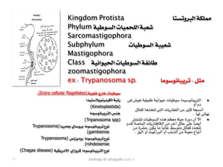 biology dr alsaqabi 2020-4
▪‫فى‬ ‫تعيش‬ ‫طفيلية‬ ‫حيوانية‬ ‫سوطيات‬ ‫التريبانوسوما‬
‫أو‬ ‫دم‬
‫كعائل‬ ‫تتخذها‬ ‫التى‬ ‫الفقاريات‬ ‫من‬ ‫كثير‬ ‫أنسجة‬
. ‫لها‬ ‫نهائى‬
▪‫تشتمل‬ ‫السوطيات‬ ‫هذه‬ ‫معظم‬ ‫حياة‬ ‫دورة‬ ‫أن‬ ‫اال‬
‫للدم‬ ‫الماصة‬ ‫الالفقاريات‬ ‫من‬ ‫آخر‬ ‫عائل‬ ‫على‬ ‫أيضا‬
‫من‬ ‫حشرة‬ ‫يكون‬ ‫ما‬ ‫غالبا‬ ‫متوسط‬ ‫كعائل‬ ‫تتخذه‬
. ‫البق‬ ‫أو‬ ‫البراغيث‬ ‫أو‬ ‫الذباب‬ ‫من‬ ‫معينة‬ ‫أنواع‬
Kingdom Protista ‫البروتستا‬ ‫مملكة‬
Phylum ‫السوطية‬ ‫اللحميات‬ ‫شعبة‬
Sarcomastigophora
Subphylum ‫السوطيات‬ ‫شعيبة‬
Mastigophora
Class ‫الحيوانية‬ ‫السوطيات‬ ‫طائفة‬
zoomastigophora
ex : Trypanosoma sp. ‫تريبانوسوما‬ : ‫مثل‬
.(Extra cellular flagellates) ‫خلوية‬ ‫خارج‬ ‫سوطيات‬
‫الكينيتوبالستيدا‬ ‫رتبة‬
(Kinetoplastida)
‫التريبانوسوما‬ ‫جنس‬
(Tripanosoma spp)
Trypanosoma) ‫جامبيا‬ ‫بروساي‬ ‫تريبانوسوما‬ ‫نوع‬
(gambiense
Trypanosoma) ‫روديزنس‬ ‫تريبانوسوما‬ ‫نوع‬
(rohdeisense
(Chagas disease) ‫االمريكية‬ ‫كروزاي‬ ‫التريبانوسوما‬ ‫نوع‬
٢٤
 