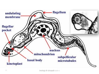 biology dr alsaqabi 2020-4
undulating
membrane
flagellum
nucleus
mitochondrion
basal body
kinetoplast
flagellar
pocket
subpellicular
microtubules
٢٦
 