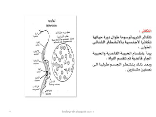 biology dr alsaqabi 2020-4
: ‫التكاثر‬
‫ـا‬‫ه‬‫ـ‬‫ت‬‫ـا‬‫ي‬‫ـ‬‫ح‬ ‫دورة‬ ‫ـوال‬‫ط‬ ‫ـا‬‫م‬‫ـو‬‫س‬‫ـو‬‫ن‬‫ـا‬‫ب‬‫ـ‬‫ي‬‫ـر‬‫ت‬‫ـ‬‫ل‬‫ا‬ ‫ـر‬‫ث‬‫ـا‬‫ك‬‫ـ‬‫ت‬‫ـ‬‫ت‬
‫ـى‬‫ـ‬‫ـ‬‫ـ‬‫ئ‬‫ـا‬‫ـ‬‫ـ‬‫ـ‬‫ن‬‫ـ‬‫ـ‬‫ـ‬‫ـ‬‫ث‬‫ـ‬‫ـ‬‫ـ‬‫ـ‬‫ل‬‫ا‬ ‫ـار‬‫ـ‬‫ـ‬‫ـ‬‫ط‬‫ـ‬‫ـ‬‫ـ‬‫ـ‬‫ش‬‫ـ‬‫ـ‬‫ـ‬‫ـ‬‫ن‬‫ـاال‬‫ـ‬‫ـ‬‫ـ‬‫ب‬ ‫ـا‬‫ـ‬‫ـ‬‫ـ‬‫ي‬‫ـ‬‫ـ‬‫ـ‬‫ـ‬‫س‬‫ـ‬‫ـ‬‫ـ‬‫ـ‬‫ن‬‫ـ‬‫ـ‬‫ـ‬‫ـ‬‫ج‬‫ال‬ ‫ـرا‬‫ـ‬‫ـ‬‫ـ‬‫ث‬‫ـا‬‫ـ‬‫ـ‬‫ـ‬‫ك‬‫ـ‬‫ـ‬‫ـ‬‫ـ‬‫ت‬
. ‫الطولى‬
‫ـة‬‫ب‬‫ـ‬‫ي‬‫ـ‬‫ب‬‫ـ‬‫ح‬‫ـ‬‫ل‬‫وا‬ ‫ـة‬‫ي‬‫ـد‬‫ع‬‫ـا‬‫ق‬‫ـ‬‫ل‬‫ا‬ ‫ـة‬‫ب‬‫ـ‬‫ي‬‫ـ‬‫ب‬‫ـ‬‫ح‬‫ـ‬‫ل‬‫ا‬ ‫ـام‬‫س‬‫ـ‬‫ق‬‫ـ‬‫ن‬‫ـا‬‫ب‬ ‫ـدأ‬‫ب‬‫ـ‬‫ي‬
. ‫النواة‬ ‫تنقسم‬ ‫ثم‬ ‫قاعدية‬ ‫الجار‬
‫ـى‬‫ـ‬‫ـ‬‫ل‬‫ا‬ ‫ـا‬‫ـ‬‫ـ‬‫ي‬‫ـ‬‫ـ‬‫ـ‬‫ل‬‫ـو‬‫ـ‬‫ـ‬‫ط‬ ‫ـم‬‫ـ‬‫ـ‬‫س‬‫ـ‬‫ـ‬‫ـ‬‫ج‬‫ـ‬‫ـ‬‫ـ‬‫ل‬‫ا‬ ‫ـر‬‫ـ‬‫ـ‬‫ط‬‫ـ‬‫ـ‬‫ـ‬‫ش‬‫ـ‬‫ـ‬‫ـ‬‫ن‬‫ـ‬‫ـ‬‫ـ‬‫ي‬ ‫ـك‬‫ـ‬‫ـ‬‫ل‬‫ذ‬ ‫ـد‬‫ـ‬‫ـ‬‫ع‬‫ـ‬‫ـ‬‫ـ‬‫ب‬‫و‬
. ‫متساوين‬ ‫نصفين‬
٢٧
 