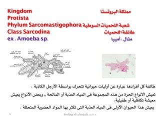 biology dr alsaqabi 2020-4
. ‫الكاذبة‬ ‫األرجل‬ ‫بواسطة‬ ‫تتحرك‬ ‫حيوانية‬ ‫أوليات‬ ‫عن‬ ‫عبارة‬ ‫أفرادها‬ ‫كل‬ ‫طائفة‬
‫ـش‬‫ي‬‫ـ‬‫ع‬‫ـ‬‫ي‬ ‫ـواع‬‫ن‬‫األ‬ ‫ـض‬‫ع‬‫ـ‬‫ب‬‫و‬ , ‫ـة‬‫ح‬‫ـ‬‫ل‬‫ـا‬‫م‬‫ـ‬‫ل‬‫ا‬ ‫أو‬ ‫ـة‬‫ب‬‫ـذ‬‫ع‬‫ـ‬‫ل‬‫ا‬ ‫ـاه‬‫ي‬‫ـ‬‫م‬‫ـ‬‫ل‬‫ا‬ ‫ـى‬‫ف‬ ‫ـة‬‫ع‬‫ـو‬‫م‬‫ـ‬‫ج‬‫ـ‬‫م‬‫ـ‬‫ل‬‫ا‬ ‫ـذه‬‫ه‬ ‫ـن‬‫م‬ ‫ـرة‬‫ح‬‫ـ‬‫ل‬‫ا‬ ‫ـواع‬‫ن‬‫اال‬ ‫ـش‬‫ي‬‫ـ‬‫ع‬‫ـ‬‫ت‬
.‫طفيلية‬ ‫أو‬ ‫تكافلية‬ ‫معيشة‬
. ‫المتحللة‬ ‫العضوية‬ ‫المواد‬ ‫بها‬ ‫تكثر‬ ‫التى‬ ‫العذبة‬ ‫المياه‬ ‫فى‬ ‫األولى‬ ‫الحيوان‬ ‫هذا‬ ‫يعيش‬
Kingdom ‫البروتستا‬ ‫مملكة‬
Protista
Phylum Sarcomastigophora ‫السوطية‬ ‫اللحميات‬ ‫شعبة‬
Class Sarcodina ‫اللحميات‬ ‫طائفة‬
ex : Amoeba sp. ‫أميبا‬ : ‫مثال‬
٢٨
 