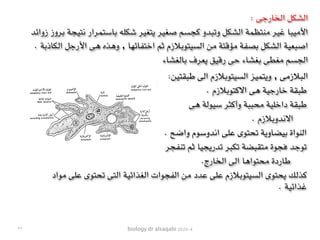 biology dr alsaqabi 2020-4
: ‫الخارجى‬ ‫الشكل‬
‫زوائد‬ ‫بروز‬ ‫نتيجة‬ ‫باستمرار‬ ‫شكله‬ ‫يتغير‬ ‫صغير‬ ‫كجسم‬ ‫وتبدو‬ ‫الشكل‬ ‫منتظمة‬ ‫غير‬ ‫األميبا‬
. ‫الكاذبة‬ ‫األرجل‬ ‫هى‬ ‫وهذه‬ , ‫اختفائها‬ ‫ثم‬ ‫السيتوبالزم‬ ‫من‬ ‫مؤقتة‬ ‫بصفة‬ ‫الشكل‬ ‫اصبعية‬
‫بالغشاء‬ ‫يعرف‬ ‫رقيق‬ ‫حى‬ ‫بغشاء‬ ‫مغطى‬ ‫الجسم‬
:‫طبقتين‬ ‫الى‬ ‫السيتوبالزم‬ ‫ويتميز‬ , ‫البالزمى‬
. ‫االكتوبالزم‬ ‫هى‬ ‫خارجية‬ ‫طبقة‬
‫هى‬ ‫سيولة‬ ‫وأكثر‬ ‫محببة‬ ‫داخلية‬ ‫طبقة‬
. ‫االندوبالزم‬
. ‫واضح‬ ‫اندوسوم‬ ‫على‬ ‫تحتوى‬ ‫بيضاوية‬ ‫النواة‬
‫تنفجر‬ ‫ثم‬ ‫تدريجيا‬ ‫تكبر‬ ‫متقبضة‬ ‫فجوة‬ ‫توجد‬
.‫الخارج‬ ‫الى‬ ‫محتواها‬ ‫طاردة‬
‫مواد‬ ‫على‬ ‫تحتوى‬ ‫التى‬ ‫الغذائية‬ ‫الفجوات‬ ‫من‬ ‫عدد‬ ‫على‬ ‫السيتوبالزم‬ ‫يحتوى‬ ‫كذلك‬
. ‫غذائية‬
٢٩
 