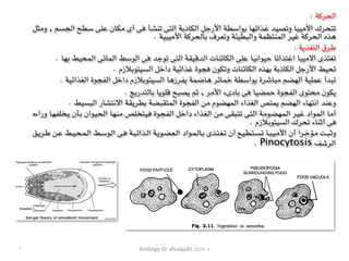 biology dr alsaqabi 2020-4
: ‫الحركة‬
‫ـل‬‫ث‬‫ـ‬‫م‬‫و‬ , ‫ـم‬‫س‬‫ـ‬‫ج‬‫ـ‬‫ل‬‫ا‬ ‫ـح‬‫ط‬‫ـ‬‫س‬ ‫ـى‬‫ل‬‫ـ‬‫ع‬ ‫ـان‬‫ك‬‫ـ‬‫م‬ ‫أى‬ ‫ـى‬‫ف‬ ‫ـأ‬‫ش‬‫ـ‬‫ن‬‫ـ‬‫ت‬ ‫ـى‬‫ت‬‫ـ‬‫ل‬‫ا‬ ‫ـة‬‫ب‬‫ـاذ‬‫ك‬‫ـ‬‫ل‬‫ا‬ ‫ـل‬‫ج‬‫األر‬ ‫ـة‬‫ط‬‫ـ‬‫س‬‫ـوا‬‫ب‬ ‫ـا‬‫ه‬‫ـ‬‫ئ‬‫ـذا‬‫غ‬ ‫ـد‬‫ي‬‫ـ‬‫ص‬‫ـ‬‫ت‬‫و‬ ‫ـا‬‫ب‬‫ـ‬‫ي‬‫ـ‬‫م‬‫األ‬ ‫ـرك‬‫ح‬‫ـ‬‫ت‬‫ـ‬‫ت‬
. ‫األميبية‬ ‫بالحركة‬ ‫وتعرف‬ ‫والبطيئة‬ ‫المنتظمة‬ ‫غير‬ ‫الحركة‬ ‫هذه‬
: ‫التغذية‬ ‫طرق‬
. ‫بها‬ ‫المحيط‬ ‫المائى‬ ‫الوسط‬ ‫فى‬ ‫توجد‬ ‫التى‬ ‫الدقيقة‬ ‫الكائنات‬ ‫على‬ ‫حيوانيا‬ ‫اغتذائا‬ ‫االميبا‬ ‫تغتذى‬
. ‫السيتوبالزم‬ ‫داخل‬ ‫غذائية‬ ‫فجوة‬ ‫وتكون‬ ‫الكائنات‬ ‫بهذه‬ ‫الكاذبة‬ ‫األرجل‬ ‫تحيط‬
. ‫الغذائية‬ ‫الفجوة‬ ‫داخل‬ ‫السيتوبالزم‬ ‫يفرزها‬ ‫هاضمة‬ ‫خمائر‬ ‫بواسطة‬ ‫مباشرة‬ ‫الهضم‬ ‫عملية‬ ‫تبدأ‬
. ‫بالتدريج‬ ‫قلويا‬ ‫يصبح‬ ‫ثم‬ , ‫األمر‬ ‫بادىء‬ ‫فى‬ ‫حمضيا‬ ‫الفجوة‬ ‫محتوى‬ ‫يكون‬
. ‫البسيط‬ ‫االنتشار‬ ‫بطريقة‬ ‫المتقبضة‬ ‫الفجوة‬ ‫من‬ ‫المهضوم‬ ‫الغذاء‬ ‫يمتص‬ ‫الهضم‬ ‫انتهاء‬ ‫وعند‬
‫وراءه‬ ‫ـا‬‫ه‬‫ـ‬‫ف‬‫ـ‬‫ل‬‫ـ‬‫خ‬‫ـ‬‫ي‬ ‫ـأن‬‫ب‬ ‫ـوان‬‫ي‬‫ـ‬‫ح‬‫ـ‬‫ل‬‫ا‬ ‫ـا‬‫ه‬‫ـ‬‫ن‬‫ـ‬‫م‬ ‫ـص‬‫ل‬‫ـ‬‫خ‬‫ـ‬‫ت‬‫ـ‬‫ي‬‫ـ‬‫ف‬ ‫ـوة‬‫ج‬‫ـ‬‫ف‬‫ـ‬‫ل‬‫ا‬ ‫ـل‬‫خ‬‫دا‬ ‫ـذاء‬‫غ‬‫ـ‬‫ل‬‫ا‬ ‫ـن‬‫م‬ ‫ـى‬‫ق‬‫ـ‬‫ب‬‫ـ‬‫ت‬‫ـ‬‫ت‬ ‫ـى‬‫ت‬‫ـ‬‫ل‬‫ا‬ ‫ـة‬‫م‬‫ـو‬‫ض‬‫ـ‬‫ه‬‫ـ‬‫م‬‫ـ‬‫ل‬‫ا‬ ‫ـر‬‫ي‬‫ـ‬‫غ‬ ‫ـواد‬‫م‬‫ـ‬‫ل‬‫ا‬ ‫ـا‬‫م‬‫أ‬
. ‫السيتوبالزم‬ ‫تحرك‬ ‫أثناء‬ ‫فى‬
‫ـق‬‫ـ‬‫ي‬‫ـر‬‫ـ‬‫ط‬ ‫ـن‬‫ـ‬‫ع‬ ‫ـط‬‫ـ‬‫ي‬‫ـ‬‫ـ‬‫ح‬‫ـ‬‫ـ‬‫م‬‫ـ‬‫ـ‬‫ل‬‫ا‬ ‫ـط‬‫ـ‬‫س‬‫ـو‬‫ـ‬‫ل‬‫ا‬ ‫ـى‬‫ـ‬‫ف‬ ‫ـة‬‫ـ‬‫ب‬‫ـ‬‫ـ‬‫ئ‬‫ـذا‬‫ـ‬‫ل‬‫ا‬ ‫ـة‬‫ـ‬‫ي‬‫ـو‬‫ـ‬‫ض‬‫ـ‬‫ـ‬‫ع‬‫ـ‬‫ـ‬‫ل‬‫ا‬ ‫ـواد‬‫ـ‬‫م‬‫ـ‬‫ـ‬‫ل‬‫ـا‬‫ـ‬‫ب‬ ‫ـذى‬‫ـ‬‫ت‬‫ـ‬‫ـ‬‫غ‬‫ـ‬‫ـ‬‫ت‬ ‫أن‬ ‫ـع‬‫ـ‬‫ي‬‫ـ‬‫ـ‬‫ط‬‫ـ‬‫ـ‬‫ت‬‫ـ‬‫ـ‬‫س‬‫ـ‬‫ـ‬‫ت‬ ‫ـا‬‫ـ‬‫ب‬‫ـ‬‫ـ‬‫ي‬‫ـ‬‫ـ‬‫م‬‫األ‬ ‫أن‬ ‫ـرا‬‫ـ‬‫خ‬‫ـؤ‬‫ـ‬‫م‬ ‫ـت‬‫ـ‬‫ب‬‫ـ‬‫ـ‬‫ث‬‫و‬
. Pinocytosis ‫الرشف‬
٣٠
 