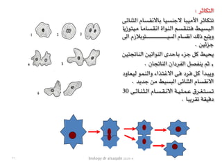 biology dr alsaqabi 2020-4
: ‫التكاثر‬
‫ـى‬‫ئ‬‫ـا‬‫ن‬‫ـ‬‫ث‬‫ـ‬‫ل‬‫ا‬ ‫ـام‬‫س‬‫ـ‬‫ق‬‫ـ‬‫ن‬‫ـاال‬‫ب‬ ‫ـا‬‫ي‬‫ـ‬‫س‬‫ـ‬‫ن‬‫ـ‬‫ج‬‫ال‬ ‫ـا‬‫ب‬‫ـ‬‫ي‬‫ـ‬‫م‬‫األ‬ ‫ـر‬‫ث‬‫ـا‬‫ك‬‫ـ‬‫ت‬‫ـ‬‫ت‬
‫ـوزيا‬‫ت‬‫ـ‬‫ي‬‫ـ‬‫م‬ ‫ـا‬‫م‬‫ـا‬‫س‬‫ـ‬‫ق‬‫ـ‬‫ن‬‫ا‬ ‫ـواة‬‫ن‬‫ـ‬‫ل‬‫ا‬ ‫ـم‬‫س‬‫ـ‬‫ق‬‫ـ‬‫ن‬‫ـ‬‫ت‬‫ـ‬‫ف‬ ‫ـط‬‫ي‬‫ـ‬‫س‬‫ـ‬‫ب‬‫ـ‬‫ل‬‫ا‬
‫الى‬ ‫ـتوبالزم‬‫ـ‬‫ـ‬‫ـ‬‫ـ‬‫ـ‬‫ـ‬‫ـ‬‫ـ‬‫ـ‬‫ـ‬‫ـ‬‫ـ‬‫ـ‬‫ـ‬‫ـ‬‫ـ‬‫ـ‬‫ـ‬‫ـ‬‫ـ‬‫ـ‬‫ـ‬‫ـ‬‫ـ‬‫ـ‬‫ـ‬‫ـ‬‫ـ‬‫ـ‬‫ـ‬‫ـ‬‫ـ‬‫ـ‬‫ـ‬‫ـ‬‫ـ‬‫ـ‬‫ـ‬‫ـ‬‫ـ‬‫ـ‬‫ـ‬‫ـ‬‫ـ‬‫ـ‬‫ـ‬‫ـ‬‫ـ‬‫ـ‬‫ـ‬‫ـ‬‫ـ‬‫ـ‬‫ـ‬‫ـ‬‫ـ‬‫ـ‬‫ـ‬‫ـ‬‫ـ‬‫ـ‬‫ي‬‫الس‬ ‫انقسام‬ ‫ذلك‬ ‫ويتبع‬
. ‫جزئين‬
‫ـن‬‫ي‬‫ـ‬‫ت‬‫ـ‬‫ج‬‫ـ‬‫ت‬‫ـا‬‫ن‬‫ـ‬‫ل‬‫ا‬ ‫ـن‬‫ي‬‫ـ‬‫ت‬‫ـوا‬‫ن‬‫ـ‬‫ل‬‫ا‬ ‫ـدى‬‫ح‬‫ـا‬‫ب‬ ‫ـزء‬‫ج‬ ‫ـل‬‫ك‬ ‫ـط‬‫ي‬‫ـ‬‫ح‬‫ـ‬‫ي‬
. ‫الناتجان‬ ‫الفردان‬ ‫ينفصل‬ ‫ثم‬ ,
‫ـاود‬‫ع‬‫ـ‬‫ي‬‫ـ‬‫ل‬ ‫ـو‬‫م‬‫ـ‬‫ن‬‫ـ‬‫ل‬‫وا‬ ‫ـذاء‬‫ت‬‫ـ‬‫غ‬‫اال‬ ‫ـى‬‫ف‬ ‫ـرد‬‫ف‬ ‫ـل‬‫ك‬ ‫ـدأ‬‫ب‬‫ـ‬‫ي‬‫و‬
. ‫جديد‬ ‫من‬ ‫البسيط‬ ‫الثنائى‬ ‫االنقسام‬
30 ‫ـى‬‫ـ‬‫ـ‬‫ئ‬‫ـا‬‫ـ‬‫ـ‬‫ن‬‫ـ‬‫ـ‬‫ـ‬‫ث‬‫ـ‬‫ـ‬‫ـ‬‫ل‬‫ا‬ ‫ـام‬‫ـ‬‫ـ‬‫س‬‫ـ‬‫ـ‬‫ـ‬‫ق‬‫ـ‬‫ـ‬‫ـ‬‫ن‬‫اال‬ ‫ـة‬‫ـ‬‫ـ‬‫ي‬‫ـ‬‫ـ‬‫ـ‬‫ل‬‫ـ‬‫ـ‬‫ـ‬‫م‬‫ـ‬‫ـ‬‫ـ‬‫ع‬ ‫ـرق‬‫ـ‬‫ـ‬‫غ‬‫ـ‬‫ـ‬‫ـ‬‫ت‬‫ـ‬‫ـ‬‫ـ‬‫س‬‫ـ‬‫ـ‬‫ـ‬‫ت‬
. ‫تقريبا‬ ‫دقيقة‬
٣١
 