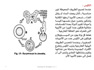 biology dr alsaqabi 2020-4
: ‫التكيس‬
‫ـر‬‫ي‬‫ـ‬‫غ‬ ‫ـة‬‫ط‬‫ـ‬‫ي‬‫ـ‬‫ح‬‫ـ‬‫م‬‫ـ‬‫ل‬‫ا‬ ‫ـروف‬‫ظ‬‫ـ‬‫ل‬‫ا‬ ‫ـح‬‫ب‬‫ـ‬‫ص‬‫ـ‬‫ت‬ ‫ـا‬‫م‬‫ـد‬‫ن‬‫ـ‬‫ع‬
‫ـل‬‫ـ‬‫ـ‬‫ـ‬‫ق‬‫ـ‬‫ـ‬‫ـ‬‫ـ‬‫ي‬ ‫أو‬ ‫ـاء‬‫ـ‬‫ـ‬‫ـ‬‫م‬‫ـ‬‫ـ‬‫ـ‬‫ـ‬‫ل‬‫ا‬ ‫ـف‬‫ـ‬‫ـ‬‫ـ‬‫ج‬‫ـ‬‫ـ‬‫ـ‬‫ـ‬‫ي‬ ‫ـأن‬‫ـ‬‫ـ‬‫ـ‬‫ك‬ , ‫ـة‬‫ـ‬‫ـ‬‫ـ‬‫ب‬‫ـ‬‫ـ‬‫ـ‬‫ـ‬‫س‬‫ـا‬‫ـ‬‫ـ‬‫ـ‬‫ن‬‫ـ‬‫ـ‬‫ـ‬‫ـ‬‫م‬
‫ـة‬‫ب‬‫ـاذ‬‫ك‬‫ـ‬‫ل‬‫ا‬ ‫ـا‬‫ه‬‫ـ‬‫ل‬‫ـ‬‫ج‬‫أر‬ ‫ـا‬‫ب‬‫ـ‬‫ي‬‫ـ‬‫م‬‫األ‬ ‫ـب‬‫ح‬‫ـ‬‫س‬‫ـ‬‫ت‬ , ‫ـذاء‬‫غ‬‫ـ‬‫ل‬‫ا‬
‫ـا‬‫ـ‬‫ـ‬‫ـ‬‫س‬‫ـ‬‫ـ‬‫ـ‬‫ـ‬‫ي‬‫ـ‬‫ـ‬‫ـ‬‫ـ‬‫ك‬ ‫ـا‬‫ـ‬‫ـ‬‫ـ‬‫ه‬‫ـ‬‫ـ‬‫ـ‬‫ـ‬‫س‬‫ـ‬‫ـ‬‫ـ‬‫ـ‬‫ف‬‫ـ‬‫ـ‬‫ـ‬‫ـ‬‫ن‬ ‫ـول‬‫ـ‬‫ـ‬‫ـ‬‫ح‬ ‫ـرز‬‫ـ‬‫ـ‬‫ـ‬‫ف‬‫ـ‬‫ـ‬‫ـ‬‫ـ‬‫ت‬‫و‬ ‫ـور‬‫ـ‬‫ـ‬‫ـ‬‫ك‬‫ـ‬‫ـ‬‫ـ‬‫ـ‬‫ت‬‫ـ‬‫ـ‬‫ـ‬‫ـ‬‫ت‬‫و‬
‫ـات‬‫ـ‬‫م‬‫ـا‬‫ـ‬‫س‬‫ـ‬‫ـ‬‫ق‬‫ـ‬‫ـ‬‫ن‬‫ا‬ ‫ـدة‬‫ـ‬‫ع‬‫ـ‬‫ـ‬‫ب‬ ‫ـواة‬‫ـ‬‫ن‬‫ـ‬‫ـ‬‫ل‬‫ا‬ ‫ـوم‬‫ـ‬‫ق‬‫ـ‬‫ـ‬‫ت‬ ‫ـا‬‫ـ‬‫ن‬‫ـا‬‫ـ‬‫ي‬‫ـ‬‫ـ‬‫ح‬‫وأ‬
‫ـة‬‫ي‬‫ـو‬‫ن‬‫األ‬ ‫ـن‬‫م‬ ‫ـرا‬‫ي‬‫ـ‬‫ب‬‫ـ‬‫ك‬ ‫ـددا‬‫ع‬ ‫ـون‬‫ك‬‫ـ‬‫ت‬‫ـ‬‫ف‬ ‫ـة‬‫ي‬‫ـ‬‫ل‬‫ـا‬‫ت‬‫ـ‬‫ت‬‫ـ‬‫م‬
. ‫الخارجية‬ ‫الحافة‬ ‫نحو‬ ‫تتحرك‬ ‫التى‬
‫ـتوبالزم‬‫ـ‬‫ـ‬‫ـ‬‫ـ‬‫ـ‬‫ـ‬‫ـ‬‫ـ‬‫ـ‬‫ـ‬‫ـ‬‫ـ‬‫ـ‬‫ـ‬‫ـ‬‫ـ‬‫ـ‬‫ـ‬‫ـ‬‫ـ‬‫ـ‬‫ـ‬‫ـ‬‫ـ‬‫ـ‬‫ـ‬‫ـ‬‫ـ‬‫ـ‬‫ي‬‫الس‬ ‫من‬ ‫بجزء‬ ‫نواة‬ ‫كل‬ ‫تحاط‬
‫ـات‬‫ب‬‫ـ‬‫ي‬‫ـ‬‫م‬‫األ‬ ‫ـن‬‫م‬ ‫ـدد‬‫ع‬ ‫ـس‬‫ي‬‫ـ‬‫ك‬‫ـ‬‫ل‬‫ا‬ ‫ـى‬‫ف‬ ‫ـون‬‫ك‬‫ـ‬‫ت‬‫ـ‬‫ي‬‫ـ‬‫ف‬
‫ـروف‬‫ـ‬‫ظ‬‫ـ‬‫ـ‬‫ل‬‫ا‬ ‫ـن‬‫ـ‬‫س‬‫ـ‬‫ـ‬‫ح‬‫ـ‬‫ـ‬‫ت‬‫ـ‬‫ـ‬‫ت‬ ‫ـا‬‫ـ‬‫م‬‫ـد‬‫ـ‬‫ن‬‫ـ‬‫ـ‬‫ع‬‫و‬ , ‫ـرة‬‫ـ‬‫ي‬‫ـ‬‫ـ‬‫غ‬‫ـ‬‫ـ‬‫ص‬‫ـ‬‫ـ‬‫ل‬‫ا‬
‫ـرج‬‫خ‬‫ـ‬‫ت‬‫و‬ ‫ـس‬‫ي‬‫ـ‬‫ك‬‫ـ‬‫ل‬‫ا‬ ‫ـذوب‬‫ي‬ ‫ـة‬‫ي‬‫ـ‬‫ج‬‫ـار‬‫خ‬‫ـ‬‫ل‬‫ا‬ ‫ـة‬‫ي‬‫ـ‬‫ئ‬‫ـ‬‫ي‬‫ـ‬‫ب‬‫ـ‬‫ل‬‫ا‬
‫ـا‬‫ـ‬‫ـ‬‫ه‬‫ـ‬‫ـ‬‫ـ‬‫ئ‬‫ـذا‬‫ـ‬‫ـ‬‫غ‬ ‫ـن‬‫ـ‬‫ـ‬‫ع‬ ‫ـة‬‫ـ‬‫ـ‬‫ث‬‫ـ‬‫ـ‬‫ـ‬‫ح‬‫ـا‬‫ـ‬‫ـ‬‫ب‬ ‫ـدة‬‫ـ‬‫ـ‬‫ي‬‫ـد‬‫ـ‬‫ـ‬‫ج‬‫ـ‬‫ـ‬‫ـ‬‫ل‬‫ا‬ ‫ـراد‬‫ـ‬‫ـ‬‫ف‬‫األ‬
‫أن‬ ‫ـى‬‫ـ‬‫ل‬‫ا‬ ‫ـو‬‫ـ‬‫م‬‫ـ‬‫ـ‬‫ن‬‫ـ‬‫ـ‬‫ت‬‫و‬ ‫ـادى‬‫ـ‬‫ع‬‫ـ‬‫ـ‬‫ل‬‫ا‬ ‫ـا‬‫ـ‬‫ه‬‫ـ‬‫ـ‬‫ط‬‫ـا‬‫ـ‬‫ش‬‫ـ‬‫ـ‬‫ن‬‫ـ‬‫ـ‬‫ب‬ ‫ـوم‬‫ـ‬‫ق‬‫ـ‬‫ـ‬‫ت‬‫و‬
.‫األم‬ ‫األميبا‬ ‫حجم‬ ‫الى‬ ‫تصل‬
٣٢
 
