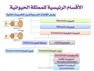 biology dr alsaqabi 2020-4
‫الحيوانية‬ ‫للمملكة‬ ‫الرئيسية‬ ‫األقسام‬
‫التالية‬ ‫التقسيمات‬ ‫ضمن‬ ‫المدرجة‬ ‫الكائنات‬ ‫يشمل‬
Mesozoa ‫الميزوزوا‬
Metazoa ‫البعديات‬
Eumetazoa ‫الحقيقية‬ ‫البعديات‬
radial‫الشعاعيات‬bilateral‫الجوانب‬ ‫متماثلة‬
Protstomata‫الفم‬ ‫أوليات‬Deuterostomata‫الفم‬ ‫ثانوية‬
Acoelmata ‫الالسيلوميات‬
‫الكاذبة‬ ‫السيلوميات‬
Pseudocoelomata
‫الحقيقية‬ ‫السيلوميات‬
Eucoelomata٧
 