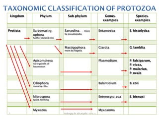 biology dr alsaqabi 2020-4
TAXONOMIC CLASSIFICATION OF PROTOZOA
kingdom Phylum Sub-phylum Genus-
examples
Species-
examples
Protista Sarcomastig-
ophora
further divided into
Sarcodina-- - move
by pseudopodia
Entamoeba E. histolytica
Mastigophora
move by flagella
Giardia G. lamblia
Apicomplexa
no organelle of
locomotion
Plasmodium P. falciparum,
P. vivax,
P. malariae,
P. ovale
Ciliophora
move by cillia
Balantidium B. coli
Microspora
Spore-forming
Enterocyto-zoa E. bienusi
Myxozoa Myxosoma
٩
 