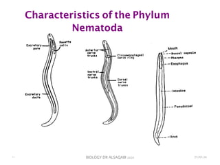 BIOLOGY DR ALSAQABI 2020
Characteristics of the Phylum
Nematoda
23/03/41١٠
 