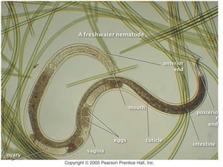 BIOLOGY DR ALSAQABI 2020BIOLOGY DR ALSAQABI 2012
ovary
vagina
eggs
mouth
cuticle
posterio
r
end
anterior
end
intestine
A freshwater nematode
23/03/41١١
 