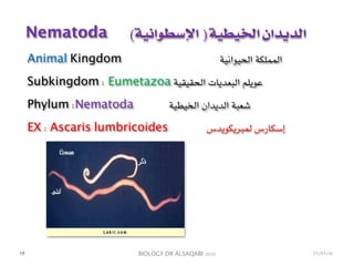 BIOLOGY DR ALSAQABI 2020
Animal Kingdom ‫الحيوانية‬ ‫المملكة‬
Subkingdom : Eumetazoa ‫الحقيقية‬ ‫البعديات‬ ‫عويلم‬
Phylum :Nematoda ‫الخيطية‬ ‫الديدان‬ ‫شعبة‬
EX : Ascaris lumbricoides ‫لمبريكويدس‬ ‫إسكارس‬
Nematoda (‫اإلسطوانية‬ ) ‫الخيطية‬ ‫الديدان‬
١٢ 23/03/41
 