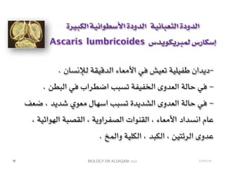 BIOLOGY DR ALSAQABI 2020
‫الكبيرة‬ ‫األسطوانية‬ ‫الدودة‬ ‫الثعبانية‬ ‫الدودة‬
Ascaris lumbricoides ‫لمبريكويدس‬ ‫إسكارس‬
-. ‫لإلنسان‬ ‫الدقيقة‬ ‫األمعاء‬ ‫في‬ ‫تعيش‬ ‫طفيلية‬ ‫ديدان‬
-. ‫البطن‬ ‫في‬ ‫اضطراب‬ ‫تسبب‬ ‫الخفيفة‬ ‫العدوى‬ ‫حالة‬ ‫في‬
-‫ضعف‬ ، ‫شديد‬ ‫معوي‬ ‫اسهال‬ ‫تسبب‬ ‫الشديدة‬ ‫العدوى‬ ‫حالة‬ ‫في‬
، ‫الهوائية‬ ‫القصبة‬ ، ‫الصفراوية‬ ‫القنوات‬ ، ‫األمعاء‬ ‫انسداد‬ ‫عام‬
. ‫والمخ‬ ‫الكلية‬ ، ‫الكبد‬ ، ‫الرئتين‬ ‫عدوى‬
١٣ 23/03/41
 