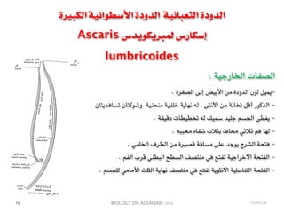 BIOLOGY DR ALSAQABI 2020
‫الكبيرة‬ ‫األسطوانية‬ ‫الدودة‬ ‫الثعبانية‬ ‫الدودة‬
Ascaris ‫لمبريكويدس‬ ‫إسكارس‬
lumbricoides
: ‫الخارجية‬ ‫الصفات‬
-. ‫الصفرة‬ ‫إلى‬ ‫األبيض‬ ‫من‬ ‫الدودة‬ ‫لون‬ ‫يميل‬
-‫تسافديتان‬ ‫وشوكتان‬ ‫منحنية‬ ‫خلفية‬ ‫نهاية‬ ‫له‬ ، ‫األنثى‬ ‫من‬ ‫ثخانة‬ ‫أقل‬ ‫الذكور‬
-. ‫دقيقة‬ ‫تخطيطات‬ ‫له‬ ‫سميك‬ ‫جليد‬ ‫الجسم‬ ‫يغطي‬
-. ‫محببه‬ ‫شفاه‬ ‫بثالث‬ ‫محاط‬ ‫ثالثي‬ ‫فم‬ ‫لها‬
-. ‫الخلفي‬ ‫الطرف‬ ‫من‬ ‫قصيرة‬ ‫مسافة‬ ‫على‬ ‫يوجد‬ ‫الشرج‬ ‫فتحة‬
-. ‫الفم‬ ‫قرب‬ ‫البطني‬ ‫السطح‬ ‫منتصف‬ ‫في‬ ‫تفتح‬ ‫االخراجية‬ ‫الفتحة‬
-. ‫للجسم‬ ‫األمامي‬ ‫الثلث‬ ‫نهاية‬ ‫منتصف‬ ‫في‬ ‫تفتح‬ ‫االنثوية‬ ‫التناسلية‬ ‫الفتحة‬
١٤ 23/03/41
 