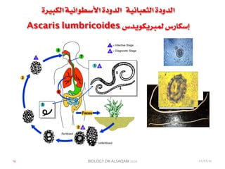 BIOLOGY DR ALSAQABI 2020
‫الكبيرة‬ ‫األسطوانية‬ ‫الدودة‬ ‫الثعبانية‬ ‫الدودة‬
Ascaris lumbricoides ‫لمبريكويدس‬ ‫إسكارس‬
١٥ 23/03/41
 