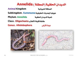 BIOLOGY DR ALSAQABI 2020
Animal Kingdom ‫الحيوانية‬ ‫المملكة‬
Subkingdom : Eumetazoa ‫الحقيقية‬ ‫البعديات‬ ‫عويلم‬
Phylum :Annelida ‫الحلقية‬ ‫الديدان‬ ‫شعبة‬
Class : Oligochaeta ‫األهالب‬ ‫قليلة‬ ‫طائفة‬
Genus : Allolobophora ‫األرض‬ ‫دودة‬
Annelida ( ‫)المعقلة‬ ‫الحلقية‬ ‫الديدان‬
١٨ 23/03/41
 