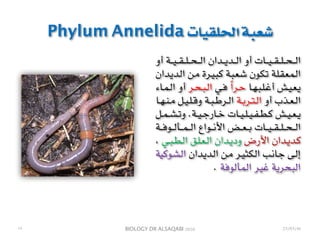 BIOLOGY DR ALSAQABI 2020
Phylum Annelida ‫الحلقيات‬ ‫شعبة‬
‫أو‬ ‫ـة‬‫ـ‬‫ـ‬‫ـ‬‫ي‬‫ـ‬‫ـ‬‫ـ‬‫ـ‬‫ق‬‫ـ‬‫ـ‬‫ـ‬‫ـ‬‫ل‬‫ـ‬‫ـ‬‫ـ‬‫ـ‬‫ح‬‫ـ‬‫ـ‬‫ـ‬‫ـ‬‫ل‬‫ا‬ ‫ـدان‬‫ـ‬‫ـ‬‫ـ‬‫ي‬‫ـد‬‫ـ‬‫ـ‬‫ـ‬‫ل‬‫ا‬ ‫أو‬ ‫ـات‬‫ـ‬‫ـ‬‫ـ‬‫ي‬‫ـ‬‫ـ‬‫ـ‬‫ـ‬‫ق‬‫ـ‬‫ـ‬‫ـ‬‫ـ‬‫ل‬‫ـ‬‫ـ‬‫ـ‬‫ـ‬‫ح‬‫ـ‬‫ـ‬‫ـ‬‫ـ‬‫ل‬‫ا‬
‫ـدان‬‫ي‬‫ـد‬‫ل‬‫ا‬ ‫ـن‬‫م‬ ‫ـرة‬‫ي‬‫ـ‬‫ب‬‫ـ‬‫ك‬ ‫ـة‬‫ب‬‫ـ‬‫ع‬‫ـ‬‫ش‬ ‫ـون‬‫ك‬‫ـ‬‫ت‬ ‫ـة‬‫ل‬‫ـ‬‫ق‬‫ـ‬‫ع‬‫ـ‬‫م‬‫ـ‬‫ل‬‫ا‬
‫ـاء‬‫ـ‬‫م‬‫ـ‬‫ـ‬‫ل‬‫ا‬ ‫أو‬ ‫ـر‬‫ـ‬‫ح‬‫ـ‬‫ـ‬‫ب‬‫ـ‬‫ـ‬‫ل‬‫ا‬ ‫ـي‬‫ـ‬‫ف‬ ً‫ا‬‫ـر‬‫ـ‬‫ح‬ ‫ـا‬‫ـ‬‫ه‬‫ـ‬‫ـ‬‫ب‬‫ـ‬‫ـ‬‫ل‬‫ـ‬‫ـ‬‫غ‬‫أ‬ ‫ـش‬‫ـ‬‫ي‬‫ـ‬‫ـ‬‫ع‬‫ـ‬‫ـ‬‫ي‬
‫ـا‬‫ـ‬‫ه‬‫ـ‬‫ـ‬‫ن‬‫ـ‬‫ـ‬‫م‬ ‫ـل‬‫ـ‬‫ي‬‫ـ‬‫ـ‬‫ل‬‫ـ‬‫ـ‬‫ق‬‫و‬ ‫ـة‬‫ـ‬‫ب‬‫ـ‬‫ـ‬‫ط‬‫ـر‬‫ـ‬‫ل‬‫ا‬ ‫ـة‬‫ـ‬‫ب‬‫ـر‬‫ـ‬‫ت‬‫ـ‬‫ـ‬‫ل‬‫ا‬ ‫أو‬ ‫ـذب‬‫ـ‬‫ع‬‫ـ‬‫ـ‬‫ل‬‫ا‬
‫ـل‬‫ـ‬‫ـ‬‫م‬‫ـ‬‫ـ‬‫ـ‬‫ش‬‫ـ‬‫ـ‬‫ـ‬‫ت‬‫و‬ .‫ـة‬‫ـ‬‫ـ‬‫ي‬‫ـ‬‫ـ‬‫ـ‬‫ج‬‫ـار‬‫ـ‬‫ـ‬‫خ‬ ‫ـات‬‫ـ‬‫ـ‬‫ي‬‫ـ‬‫ـ‬‫ـ‬‫ل‬‫ـ‬‫ـ‬‫ـ‬‫ي‬‫ـ‬‫ـ‬‫ـ‬‫ف‬‫ـ‬‫ـ‬‫ـ‬‫ط‬‫ـ‬‫ـ‬‫ـ‬‫ك‬ ‫ـش‬‫ـ‬‫ـ‬‫ي‬‫ـ‬‫ـ‬‫ـ‬‫ع‬‫ـ‬‫ـ‬‫ـ‬‫ي‬
‫ـة‬‫ـ‬‫ـ‬‫ـ‬‫ف‬‫ـو‬‫ـ‬‫ـ‬‫ـ‬‫ل‬‫ـأ‬‫ـ‬‫ـ‬‫ـ‬‫م‬‫ـ‬‫ـ‬‫ـ‬‫ـ‬‫ل‬‫ا‬ ‫ـواع‬‫ـ‬‫ـ‬‫ـ‬‫ن‬‫األ‬ ‫ـض‬‫ـ‬‫ـ‬‫ـ‬‫ع‬‫ـ‬‫ـ‬‫ـ‬‫ـ‬‫ب‬ ‫ـات‬‫ـ‬‫ـ‬‫ـ‬‫ي‬‫ـ‬‫ـ‬‫ـ‬‫ـ‬‫ق‬‫ـ‬‫ـ‬‫ـ‬‫ـ‬‫ل‬‫ـ‬‫ـ‬‫ـ‬‫ـ‬‫ح‬‫ـ‬‫ـ‬‫ـ‬‫ـ‬‫ل‬‫ا‬
، ‫ـي‬‫ـ‬‫ب‬‫ـ‬‫ـ‬‫ط‬‫ـ‬‫ـ‬‫ل‬‫ا‬ ‫ـق‬‫ـ‬‫ل‬‫ـ‬‫ـ‬‫ع‬‫ـ‬‫ـ‬‫ل‬‫ا‬ ‫ـدان‬‫ـ‬‫ي‬‫ود‬ ‫األرض‬ ‫ـدان‬‫ـ‬‫ي‬‫ـد‬‫ـ‬‫ك‬
‫ـية‬‫ك‬‫ـو‬‫ش‬‫ـ‬‫ل‬‫ا‬ ‫ـدان‬‫ي‬‫ـد‬‫ل‬‫ا‬ ‫ـن‬‫م‬ ‫ـر‬‫ي‬‫ـ‬‫ث‬‫ـ‬‫ك‬‫ـ‬‫ل‬‫ا‬ ‫ـب‬‫ن‬‫ـا‬‫ج‬ ‫ـى‬‫ل‬‫إ‬
. ‫المألوفة‬ ‫غير‬ ‫البحرية‬
23/03/41١٩
 