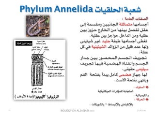 BIOLOGY DR ALSAQABI 2020
Phylum Annelida ‫الحلقيات‬ ‫شعبة‬
: ‫العامة‬ ‫الصفات‬
‫ـى‬‫ـ‬‫ل‬‫إ‬ ‫ـة‬‫ـ‬‫م‬‫ـ‬‫ـ‬‫س‬‫ـ‬‫ـ‬‫ق‬‫ـ‬‫ـ‬‫م‬‫و‬ ‫ـن‬‫ـ‬‫ي‬‫ـ‬‫ـ‬‫ب‬‫ـ‬‫ـ‬‫ن‬‫ـا‬‫ـ‬‫ج‬‫ـ‬‫ـ‬‫ل‬‫ا‬ ‫ـة‬‫ـ‬‫ل‬‫ـ‬‫ـ‬‫ث‬‫ـا‬‫ـ‬‫م‬‫ـ‬‫ـ‬‫ت‬‫ـ‬‫ـ‬‫م‬ ‫ـا‬‫ـ‬‫ه‬‫ـ‬‫ـ‬‫م‬‫ـا‬‫ـ‬‫س‬‫ـ‬‫ـ‬‫ج‬‫أ‬
‫ـن‬‫ـ‬‫ـ‬‫ي‬‫ـ‬‫ـ‬‫ـ‬‫ب‬ ‫ـزوز‬‫ـ‬‫ـ‬‫ح‬ ‫ـارج‬‫ـ‬‫ـ‬‫خ‬‫ـ‬‫ـ‬‫ـ‬‫ل‬‫ا‬ ‫ـن‬‫ـ‬‫ـ‬‫م‬ ‫ـا‬‫ـ‬‫ـ‬‫ه‬‫ـ‬‫ـ‬‫ـ‬‫ن‬‫ـ‬‫ـ‬‫ـ‬‫ي‬‫ـ‬‫ـ‬‫ـ‬‫ب‬ ‫ـل‬‫ـ‬‫ـ‬‫ص‬‫ـ‬‫ـ‬‫ـ‬‫ف‬‫ـ‬‫ـ‬‫ـ‬‫ت‬ ‫ـل‬‫ـ‬‫ـ‬‫ق‬‫ـ‬‫ـ‬‫ـ‬‫ع‬
.‫عقلية‬ ‫بين‬ ‫حواجز‬ ‫الداخل‬ ‫ومن‬ ‫عقلية‬
‫ـى‬‫ـ‬‫ن‬‫ـ‬‫ـ‬‫ي‬‫ـ‬‫ـ‬‫ت‬‫ـ‬‫ـ‬‫ي‬‫ـ‬‫ـ‬‫ش‬ ‫ـر‬‫ـ‬‫ي‬‫ـ‬‫ـ‬‫غ‬ ‫ـد‬‫ـ‬‫ي‬‫ـ‬‫ـ‬‫ل‬‫ـ‬‫ـ‬‫ج‬ ‫ـة‬‫ـ‬‫ق‬‫ـ‬‫ـ‬‫ب‬‫ـ‬‫ـ‬‫ط‬ ‫ـا‬‫ـ‬‫ه‬‫ـ‬‫ـ‬‫م‬‫ـا‬‫ـ‬‫س‬‫ـ‬‫ـ‬‫ج‬‫أ‬ ‫ـى‬‫ـ‬‫ط‬‫ـ‬‫ـ‬‫غ‬‫ـ‬‫ـ‬‫ت‬
‫ـل‬‫ك‬ ‫ـي‬‫ف‬ ‫ـة‬‫ي‬‫ـ‬‫ن‬‫ـ‬‫ي‬‫ـ‬‫ت‬‫ـ‬‫ي‬‫ـ‬‫ش‬‫ـ‬‫ل‬‫ا‬ ‫ـد‬‫ئ‬‫ـزوا‬‫ل‬‫ا‬ ‫ـن‬‫م‬ ‫ـل‬‫ي‬‫ـ‬‫ل‬‫ـ‬‫ق‬ ‫ـدد‬‫ع‬ ‫ـا‬‫ه‬‫ـ‬‫ل‬‫و‬
.‫عقلة‬
‫ـدار‬‫ـ‬‫ـ‬‫ـ‬‫ج‬ ‫ـن‬‫ـ‬‫ـ‬‫ـ‬‫ي‬‫ـ‬‫ـ‬‫ـ‬‫ـ‬‫ب‬ ‫ـور‬‫ـ‬‫ـ‬‫ـ‬‫ص‬‫ـ‬‫ـ‬‫ـ‬‫ـ‬‫ح‬‫ـ‬‫ـ‬‫ـ‬‫ـ‬‫م‬‫ـ‬‫ـ‬‫ـ‬‫ـ‬‫ل‬‫ا‬ ‫ـم‬‫ـ‬‫ـ‬‫ـ‬‫س‬‫ـ‬‫ـ‬‫ـ‬‫ـ‬‫ج‬‫ـ‬‫ـ‬‫ـ‬‫ـ‬‫ل‬‫ا‬ ‫ـف‬‫ـ‬‫ـ‬‫ـ‬‫ي‬‫ـو‬‫ـ‬‫ـ‬‫ـ‬‫ج‬‫ـ‬‫ـ‬‫ـ‬‫ـ‬‫ت‬
‫ـف‬‫ـ‬‫ـ‬‫ي‬‫ـو‬‫ـ‬‫ـ‬‫ج‬‫ـ‬‫ـ‬‫ـ‬‫ت‬ ‫ـا‬‫ـ‬‫ـ‬‫ه‬‫ـ‬‫ـ‬‫ـ‬‫ي‬‫ـ‬‫ـ‬‫ـ‬‫ف‬ ‫ـة‬‫ـ‬‫ـ‬‫ي‬‫ـ‬‫ـ‬‫ـ‬‫م‬‫ـ‬‫ـ‬‫ـ‬‫ض‬‫ـ‬‫ـ‬‫ـ‬‫ه‬‫ـ‬‫ـ‬‫ـ‬‫ل‬‫ا‬ ‫ـاة‬‫ـ‬‫ـ‬‫ن‬‫ـ‬‫ـ‬‫ـ‬‫ق‬‫ـ‬‫ـ‬‫ـ‬‫ل‬‫وا‬ ‫ـم‬‫ـ‬‫ـ‬‫س‬‫ـ‬‫ـ‬‫ـ‬‫ج‬‫ـ‬‫ـ‬‫ـ‬‫ل‬‫ا‬
.‫حقيقى‬ ‫سيلومى‬
‫ـم‬‫ـ‬‫ف‬‫ـ‬‫ـ‬‫ل‬‫ا‬ ‫ـة‬‫ـ‬‫ح‬‫ـ‬‫ـ‬‫ت‬‫ـ‬‫ـ‬‫ف‬‫ـ‬‫ـ‬‫ب‬ ‫ـدأ‬‫ـ‬‫ب‬‫ـ‬‫ـ‬‫ي‬ ‫ـل‬‫ـ‬‫م‬‫ـا‬‫ـ‬‫ك‬ ‫ـى‬‫ـ‬‫م‬‫ـ‬‫ـ‬‫ض‬‫ـ‬‫ـ‬‫ه‬ ‫ـاز‬‫ـ‬‫ه‬‫ـ‬‫ـ‬‫ج‬ ‫ـا‬‫ـ‬‫ه‬‫ـ‬‫ـ‬‫ل‬
.‫االست‬ ‫بفتحة‬ ‫وينتهي‬
❖: ‫السلوك‬
‫الميكانيكية‬ ‫للمؤثرات‬ ‫استجابة‬
. ‫والكيميائية‬
❖: ‫الحركة‬
. ‫بالشويكات‬ – ‫واإلنبساط‬ ‫باإلنقباض‬
23/03/41٢٠
 