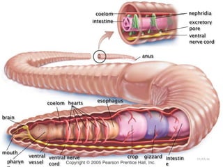 BIOLOGY DR ALSAQABI 2020BIOLOGY DR ALSAQABI 2012
coelom
intestine
nephridia
excretory
pore
ventral
nerve cord
anus
coelom
brain
mouth
pharyn
ventral
vessel
ventral nerve
cord
hearts esophagus
crop gizzard intestin
e
23/03/41٢١
 
