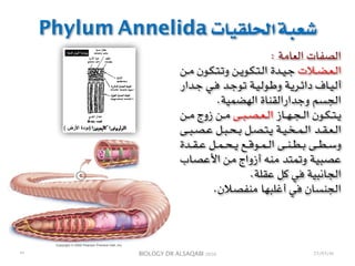 BIOLOGY DR ALSAQABI 2020
Phylum Annelida ‫الحلقيات‬ ‫شعبة‬
: ‫العامة‬ ‫الصفات‬
‫ـن‬‫ـ‬‫ـ‬‫م‬ ‫ـون‬‫ـ‬‫ـ‬‫ك‬‫ـ‬‫ـ‬‫ـ‬‫ت‬‫ـ‬‫ـ‬‫ـ‬‫ت‬‫و‬ ‫ـن‬‫ـ‬‫ـ‬‫ي‬‫ـو‬‫ـ‬‫ـ‬‫ك‬‫ـ‬‫ـ‬‫ـ‬‫ت‬‫ـ‬‫ـ‬‫ـ‬‫ل‬‫ا‬ ‫ـدة‬‫ـ‬‫ـ‬‫ي‬‫ـ‬‫ـ‬‫ـ‬‫ج‬ ‫ـالت‬‫ـ‬‫ـ‬‫ض‬‫ـ‬‫ـ‬‫ـ‬‫ع‬‫ـ‬‫ـ‬‫ـ‬‫ل‬‫ا‬
‫ـدار‬‫ـ‬‫ج‬ ‫ـي‬‫ـ‬‫ف‬ ‫ـد‬‫ـ‬‫ج‬‫ـو‬‫ـ‬‫ت‬ ‫ـة‬‫ـ‬‫ي‬‫ـ‬‫ـ‬‫ل‬‫ـو‬‫ـ‬‫ط‬‫و‬ ‫ـة‬‫ـ‬‫ي‬‫ـر‬‫ـ‬‫ئ‬‫دا‬ ‫ـاف‬‫ـ‬‫ي‬‫ـ‬‫ـ‬‫ل‬‫أ‬
.‫الهضمية‬ ‫وجدارالقناة‬ ‫الجسم‬
‫ـن‬‫ـ‬‫ـ‬‫م‬ ‫زوج‬ ‫ـن‬‫ـ‬‫ـ‬‫م‬ ‫ـى‬‫ـ‬‫ـ‬‫ب‬‫ـ‬‫ـ‬‫ـ‬‫ص‬‫ـ‬‫ـ‬‫ـ‬‫ع‬‫ـ‬‫ـ‬‫ـ‬‫ل‬‫ا‬ ‫ـاز‬‫ـ‬‫ـ‬‫ه‬‫ـ‬‫ـ‬‫ـ‬‫ج‬‫ـ‬‫ـ‬‫ـ‬‫ل‬‫ا‬ ‫ـون‬‫ـ‬‫ـ‬‫ك‬‫ـ‬‫ـ‬‫ـ‬‫ت‬‫ـ‬‫ـ‬‫ـ‬‫ي‬
‫ـى‬‫ـ‬‫ـ‬‫ب‬‫ـ‬‫ـ‬‫ـ‬‫ص‬‫ـ‬‫ـ‬‫ـ‬‫ع‬ ‫ـل‬‫ـ‬‫ـ‬‫ب‬‫ـ‬‫ـ‬‫ـ‬‫ح‬‫ـ‬‫ـ‬‫ـ‬‫ب‬ ‫ـل‬‫ـ‬‫ـ‬‫ص‬‫ـ‬‫ـ‬‫ـ‬‫ت‬‫ـ‬‫ـ‬‫ـ‬‫ي‬ ‫ـة‬‫ـ‬‫ـ‬‫ي‬‫ـ‬‫ـ‬‫ـ‬‫خ‬‫ـ‬‫ـ‬‫ـ‬‫م‬‫ـ‬‫ـ‬‫ـ‬‫ل‬‫ا‬ ‫ـد‬‫ـ‬‫ـ‬‫ق‬‫ـ‬‫ـ‬‫ـ‬‫ع‬‫ـ‬‫ـ‬‫ـ‬‫ل‬‫ا‬
‫ـدة‬‫ـ‬‫ـ‬‫ق‬‫ـ‬‫ـ‬‫ـ‬‫ع‬ ‫ـل‬‫ـ‬‫ـ‬‫م‬‫ـ‬‫ـ‬‫ـ‬‫ح‬‫ـ‬‫ـ‬‫ـ‬‫ي‬ ‫ـع‬‫ـ‬‫ـ‬‫ق‬‫ـو‬‫ـ‬‫ـ‬‫م‬‫ـ‬‫ـ‬‫ـ‬‫ل‬‫ا‬ ‫ـى‬‫ـ‬‫ـ‬‫ن‬‫ـ‬‫ـ‬‫ـ‬‫ط‬‫ـ‬‫ـ‬‫ـ‬‫ب‬ ‫ـى‬‫ـ‬‫ـ‬‫ط‬‫ـ‬‫ـ‬‫ـ‬‫س‬‫و‬
‫ـاب‬‫ص‬‫ـ‬‫ع‬‫األ‬ ‫ـن‬‫م‬ ‫أزواج‬ ‫ـه‬‫ن‬‫ـ‬‫م‬ ‫ـد‬‫ت‬‫ـ‬‫م‬‫ـ‬‫ت‬‫و‬ ‫ـة‬‫ي‬‫ـ‬‫ب‬‫ـ‬‫ص‬‫ـ‬‫ع‬
.‫عقلة‬ ‫كل‬ ‫في‬ ‫الجانبية‬
.‫منفصالن‬ ‫أغلبها‬ ‫في‬ ‫الجنسان‬
23/03/41٢٣
 
