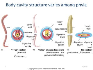 BIOLOGY DR ALSAQABI 2020BIOLOGY DR ALSAQABI 2012
“True” coelom
(annelids
Chordates )
body
wall
coelom
digestive
tract
digestive
cavity
{
{
“False” or pseudocoelom
(roundworms are
pseudocoelomates)
body
wall
pseudocoelo
m
digestive
tract
digestive
cavity
{
No coelom
(cnidarians , flatworms )
body
wall
digestiv
e
tract
digestive
cavity
{
Body cavity structure varies among phyla
23/03/41٤
 