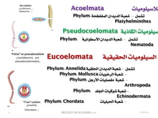 BIOLOGY DR ALSAQABI 2020
Acoelmata ‫لالسيلوميات‬
Pseudocoelomata ‫الكاذبة‬ ‫سيلوميات‬
Eucoelomata ‫الحقيقية‬ ‫السيلوميات‬
Phylum: ‫المفلطحة‬ ‫الديدان‬ ‫شعبة‬ - ‫تشمل‬
Platyhelminthes
Phylum: ‫األسطوانية‬ ‫الديدان‬ ‫شعبة‬ - ‫تشمل‬
Nematoda
Phylum: Annelida ‫الحلقية‬ ‫الديدان‬ ‫شعبة‬ - ‫تشمل‬
Phylum: Mollusca ‫الرخويات‬ ‫شعبة‬ -
Phylum: ‫األرجل‬ ‫مفصليات‬ ‫شعبة‬ -
Arthropoda
Phylum: ‫الجلد‬ ‫شوكيات‬ ‫شعبة‬ -
Echinodermata
Phylum: Chordata ‫الحبليات‬ ‫شعبة‬ -
٦
“True” coelom
(annelids
Chordates )
“False” or pseudocoelom
(roundworms are
pseudocoelomates)
No coelom
(cnidarians ,
flatworms )
23/03/41
 