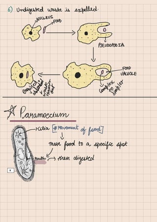 Biology Life Processes Class 10 notes.pdf