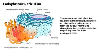 What Is Nuclear Reticulum Biology Lesson class 11th science 5.pptx