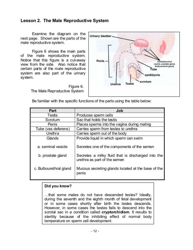 Label Function Male Reproductive System Functions Table - Human Anatomy
