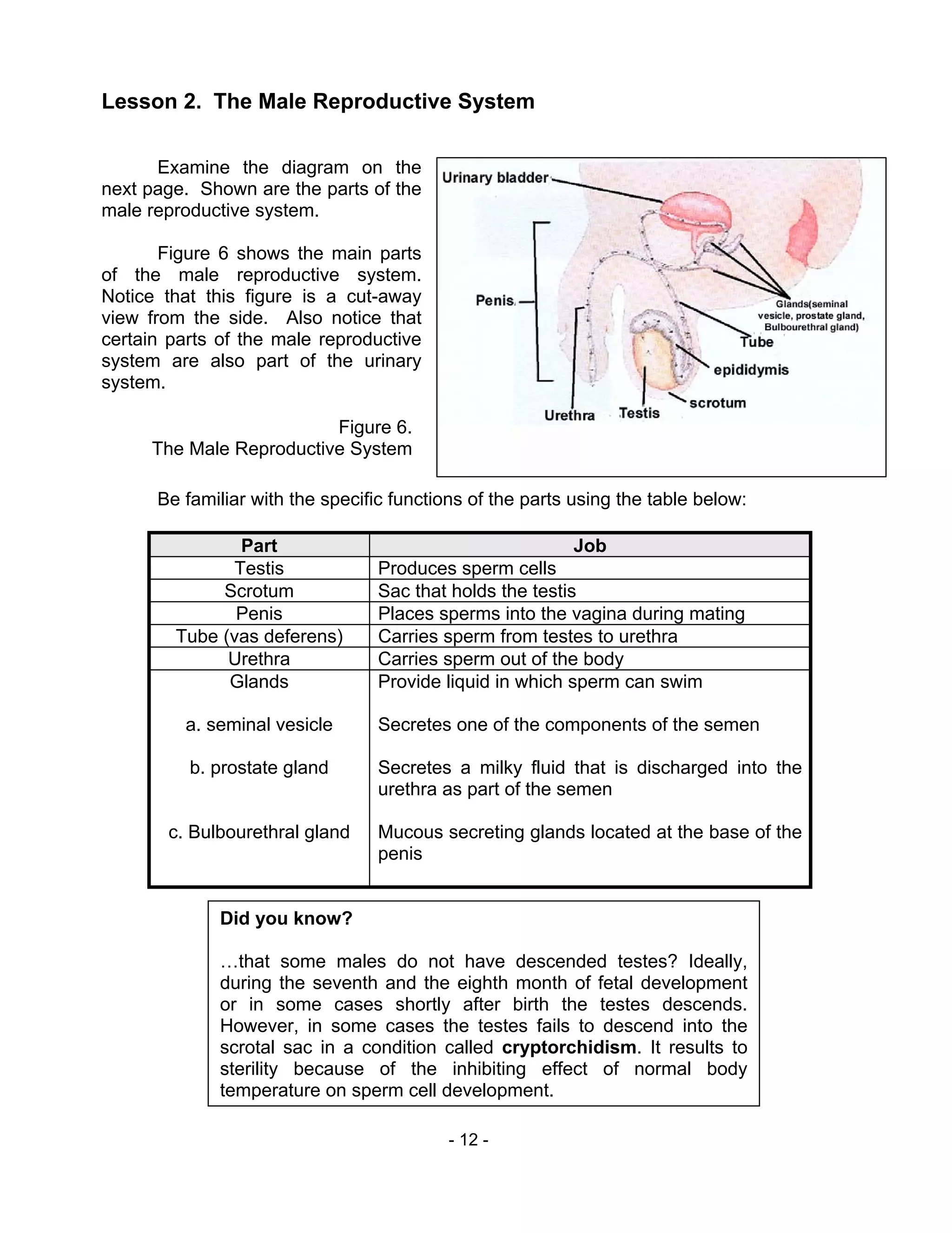 - 12 -
Lesson 2. The Male Reproductive System
Examine the diagram on the
next page. Shown are the parts of the
male reproductive system.
Figure 6 shows the main parts
of the male reproductive system.
Notice that this figure is a cut-away
view from the side. Also notice that
certain parts of the male reproductive
system are also part of the urinary
system.
Be familiar with the specific functions of the parts using the table below:
Part Job
Testis Produces sperm cells
Scrotum Sac that holds the testis
Penis Places sperms into the vagina during mating
Tube (vas deferens) Carries sperm from testes to urethra
Urethra Carries sperm out of the body
Glands
a. seminal vesicle
b. prostate gland
c. Bulbourethral gland
Provide liquid in which sperm can swim
Secretes one of the components of the semen
Secretes a milky fluid that is discharged into the
urethra as part of the semen
Mucous secreting glands located at the base of the
penis
Did you know?
…that some males do not have descended testes? Ideally,
during the seventh and the eighth month of fetal development
or in some cases shortly after birth the testes descends.
However, in some cases the testes fails to descend into the
scrotal sac in a condition called cryptorchidism. It results to
sterility because of the inhibiting effect of normal body
temperature on sperm cell development.
Figure 6.
The Male Reproductive System
 