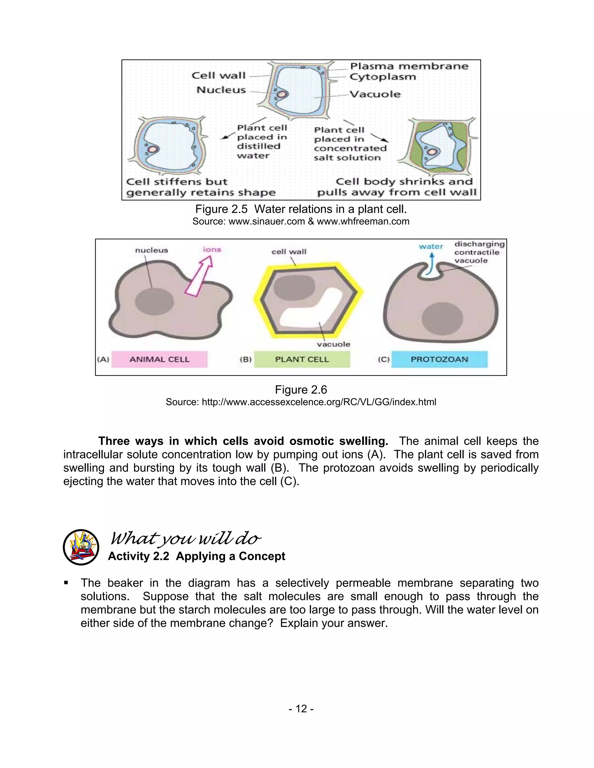 - 12 -
Figure 2.5 Water relations in a plant cell.
Source: www.sinauer.com & www.whfreeman.com
Figure 2.6
Source: http://www.accessexcelence.org/RC/VL/GG/index.html
Three ways in which cells avoid osmotic swelling. The animal cell keeps the
intracellular solute concentration low by pumping out ions (A). The plant cell is saved from
swelling and bursting by its tough wall (B). The protozoan avoids swelling by periodically
ejecting the water that moves into the cell (C).
What you will do
Activity 2.2 Applying a Concept
The beaker in the diagram has a selectively permeable membrane separating two
solutions. Suppose that the salt molecules are small enough to pass through the
membrane but the starch molecules are too large to pass through. Will the water level on
either side of the membrane change? Explain your answer.
 