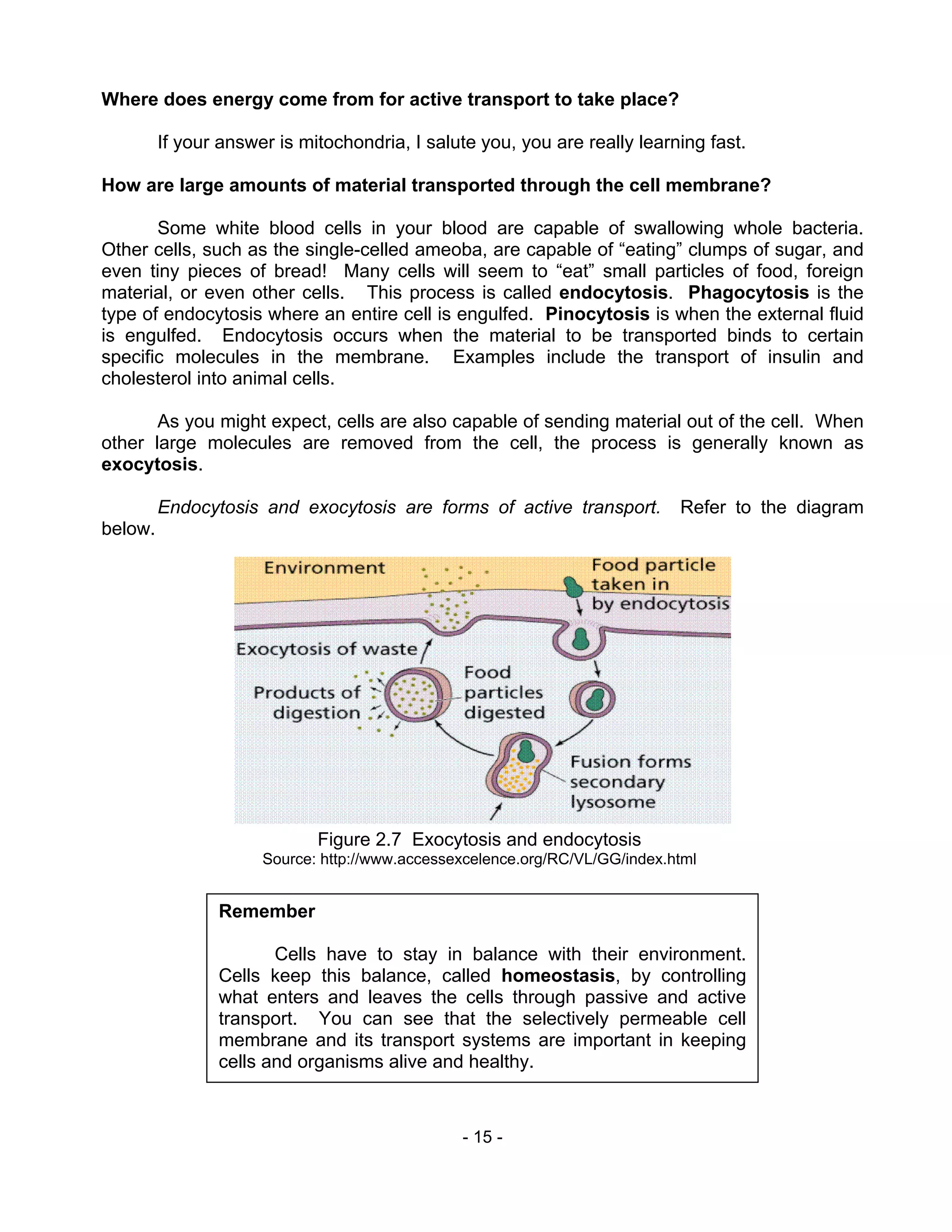 - 15 -
Where does energy come from for active transport to take place?
If your answer is mitochondria, I salute you, you are really learning fast.
How are large amounts of material transported through the cell membrane?
Some white blood cells in your blood are capable of swallowing whole bacteria.
Other cells, such as the single-celled ameoba, are capable of “eating” clumps of sugar, and
even tiny pieces of bread! Many cells will seem to “eat” small particles of food, foreign
material, or even other cells. This process is called endocytosis. Phagocytosis is the
type of endocytosis where an entire cell is engulfed. Pinocytosis is when the external fluid
is engulfed. Endocytosis occurs when the material to be transported binds to certain
specific molecules in the membrane. Examples include the transport of insulin and
cholesterol into animal cells.
As you might expect, cells are also capable of sending material out of the cell. When
other large molecules are removed from the cell, the process is generally known as
exocytosis.
Endocytosis and exocytosis are forms of active transport. Refer to the diagram
below.
Remember
Cells have to stay in balance with their environment.
Cells keep this balance, called homeostasis, by controlling
what enters and leaves the cells through passive and active
transport. You can see that the selectively permeable cell
membrane and its transport systems are important in keeping
cells and organisms alive and healthy.
Figure 2.7 Exocytosis and endocytosis
Source: http://www.accessexcelence.org/RC/VL/GG/index.html
 