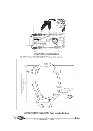 Leaf

                                                                                                          Plant cell


                                                           Light energy                    Carbon dioxide Chloroplast

                                                        Light-trapping         Energy CO2      Carbon-
                                                        reactions               carriers       fixing
                                                                               ATP and         reactions
                                                                        Energy NADPH
                                                                        Boosted
                                                 H2 O                   electrons
                                                                 Chlorophyll             Carbohydrate

                                                        Oxygen                                      Carbohydrate
                     กระบวนการหลักของการสังเคราะหดวยแสง
1.1 การถายทอดอิเล็กตรอนแบบเปนวัฏจักร (Cyclic electron transfer)

                                                                                Primary
                                                                     e-         electron
                                          -0.6                                  acceptor
                                                                                                   e-
                                                                                                  Ferredoxin
 Oxidation-reduction potential in volts
         (relative energy level)




                                            0                                                               e-
                                                                                                        Cytochrome
                                                                                                         complex          ADP + Pi
                                                                                                          e- Production of ATP by
                                                                                                               chemiosmosis
                                                                                                  Plastocyanin
                                                              Ligh




                                                                                                                            ATP
                                                                t




                                                                                                e-
                                          +0.4                                       P700
                                                                          Photosystem I




                                     แสดงการถายทอดอิเล็กตรอนแบบเปนวัฏจักร (Cyclic photophosphorylation)
                                                                                   98
                                                                                                                                     ชีววิทยา
 
