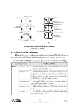 Ring of proteins
          Chromosomes                                                               Vesicl
                                                                                   Cell Wall
                                                                                   Plasma membrane
                Cytoplasm Constriction                     Vesicl              Plasma membrane
         Elongated        ring of proteins                                        forming
     chromosomes                                                                   Elongated
                                                                                   chromosomes
               Nucleus                            Cell wall forming            Two plasma membranes
                       Elongated
                     chromosomes                                                   Elongated
                                                                                   chromosomes
              Nucleus Cytoplasm      Nucleus                                  Cell wall
                         (a)                                            (b)
                         ภาพแสดงกระบวนการแบงตัวของไซโตพลาซึม (Cytokinesis)
                                 (a) เซลลสัตว (b) เซลลพืช
การแบงเซลลแบบไมโอซิส (Meiosis)
       ไมโอซิส หมายถึง กระบวนการแบงนิวเคลียสของเซลลพิเศษในอวัยวะสืบพันธุเพื่อใหไดเซลลสืบพันธุ (Sex cell
หรือ Gamete) ซึ่งมีจํานวนโครโมโซมลดลงเหลือครึ่งหนึ่งของเซลลรางกาย เรียกวา Haploid (คือจาก 2n → n)
   ตารางสรุปการเปลี่ยนแปลงที่สําคัญในการแบงเซลลแบบ Meiosis และจํานวนโครโมโซมในแตละระยะสําคัญ
     ระยะ (จํานวนโครโมโซม)                                     การเปลี่ยนแปลงที่เกิดขึ้น
 Meiosis I Interphase 1 (2n)           - มีการจําลองโครโมโซม และ DNA ขึ้นมาอีกเทาตัว (Duplication)
                                       1 โครโมโซม มี 2 โครมาติด [DNA = 4n]
                Prophase 1 (2n)        - โครโมโซมที่มีลักษณะเหมือนกัน (Homologous chromosome) จะมา
                                       จับคูกัน (Synapsis) เปน Bivalent เกิดการไขวแลกเปลี่ยนชิ้นสวนกันของ
                                       โครมาติด (Crossing over) เกิด Chiasma (จุดพาดกายของโครมาติด)
                                       เกิดโครโมโซมแบบ Tetrad (4 โครมาติด) [DNA = 4n]
                Metaphase 1 (2n)       - คูของโฮโมโลกัสโครโมโซม (Homologous chromosome) มาเรียงตัว
                                       อยูในแนวหนากระดานกลางเซลล [DNA = 4n]
                Anaphase 1 (2n)        - โฮโมโลกัสโครโมโซมถูกดึงแยกออกจากกันไปยังแตละขัวของเซลล [DNA
                                                                                           ้
                                       = 4n]
                Telophase 1 (n)        - เกิดนิวเคลียสใหม 2 นิวเคลียส และได 2 เซลล แตละเซลลมโี ครโมโซม
                                       เปน Haploid (n) [DNA = 2n]


                                                     110
                                                                                                      ชีววิทยา
 