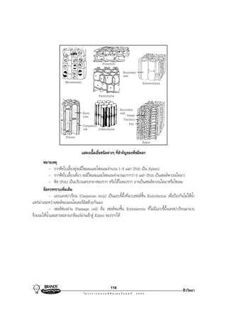 Protective
                                                                 Secondary
                                                                 wall
                      Meristematic                                           Sclerenchyma

                                               Parenchyma


                                                               Secondary
                                     Sieve                     wall Vessel
                                     tube
                                                                 Tracheid
                                     Companion                       Pith
                                     cell      Collenchyma
                      Phloem
                                                                             Xylem

                                 แสดงเนื้อเยื่อชนิดตางๆ ที่สําคัญของพืชมีดอก
       หมายเหตุ
            - รากพืชใบเลี้ยงคูจะมีไซเลมและโฟลเอมจํานวน 1-6 แฉก (Pith เปน Xylem)
            - รากพืชใบเลี้ยงเดี่ยว จะมีไซเลมและโฟลเอมจํานวนมากกวา 6 แฉก (Pith เปนเซลลพาเรนไคมา)
            - พิธ (Pith) เปนบริเวณตรงกลางของราก หรือไสในของราก อาจเปนเซลลพาเรนไคมาหรือไซเลม
       ขอควรทราบเพิ่มเติม
            - แถบแคสปาเรียน (Casparian strip) เปนแถบขี้ผึ้งที่ฉาบเซลลชั้น Endodermis เพื่อปองกันไมใหนํ้า
แพรผานระหวางเซลลของเอนโดเดอรมิสดวยกันเอง
            - เซลลชองผาน (Passage cell) คือ เซลลของชั้น Endodermis ที่ไมมีแถบขี้ผึ้งแคสปาเรียนมาฉาบ
จึงยอมใหนํ้าและสารละลายเกลือแรผานเขาสู Xylem ของรากได




                                                        118
                                                                                                     ชีววิทยา
 