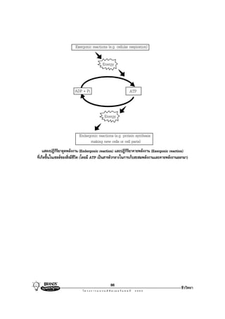 Exergonic reactions (e.g. cellular respiration)

                                          Energy



                        ADP + Pi                           ATP



                                           Energy


                           Endergonic reactions (e.g. protein synthesis
                                 making new cells or cell parts)
     แสดงปฏิกรยาดูดพลังงาน (Endergonic reaction) และปฏิกิริยาคายพลังงาน (Exergonic reaction)
               ิิ
ที่เกิดขึ้นในเซลลของสิ่งมีชีวิต (โดยมี ATP เปนสารตัวกลางในการเก็บสะสมพลังงานและคายพลังงานออกมา)




                                               86
                                                                                            ชีววิทยา
 