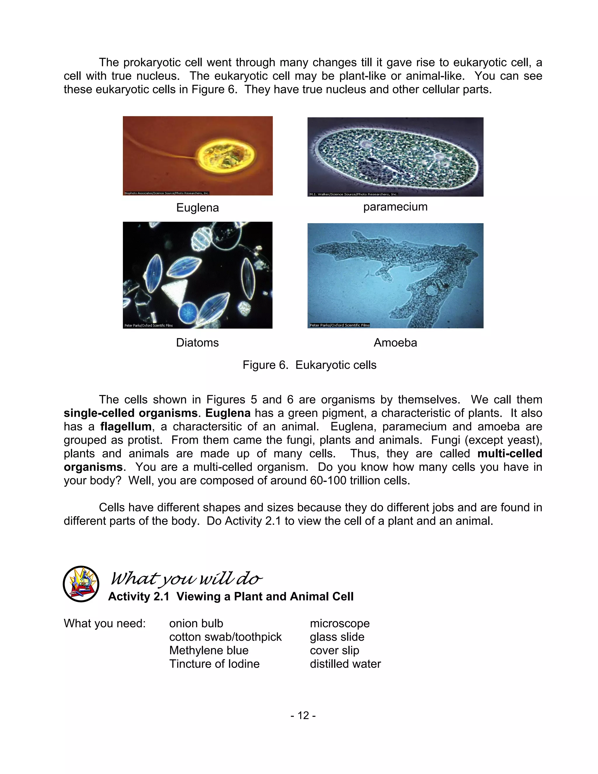 - 12 -
The prokaryotic cell went through many changes till it gave rise to eukaryotic cell, a
cell with true nucleus. The eukaryotic cell may be plant-like or animal-like. You can see
these eukaryotic cells in Figure 6. They have true nucleus and other cellular parts.
The cells shown in Figures 5 and 6 are organisms by themselves. We call them
single-celled organisms. Euglena has a green pigment, a characteristic of plants. It also
has a flagellum, a charactersitic of an animal. Euglena, paramecium and amoeba are
grouped as protist. From them came the fungi, plants and animals. Fungi (except yeast),
plants and animals are made up of many cells. Thus, they are called multi-celled
organisms. You are a multi-celled organism. Do you know how many cells you have in
your body? Well, you are composed of around 60-100 trillion cells.
Cells have different shapes and sizes because they do different jobs and are found in
different parts of the body. Do Activity 2.1 to view the cell of a plant and an animal.
What you will do
Activity 2.1 Viewing a Plant and Animal Cell
What you need: onion bulb microscope
cotton swab/toothpick glass slide
Methylene blue cover slip
Tincture of Iodine distilled water
Figure 6. Eukaryotic cells
Euglena paramecium
Diatoms Amoeba
 