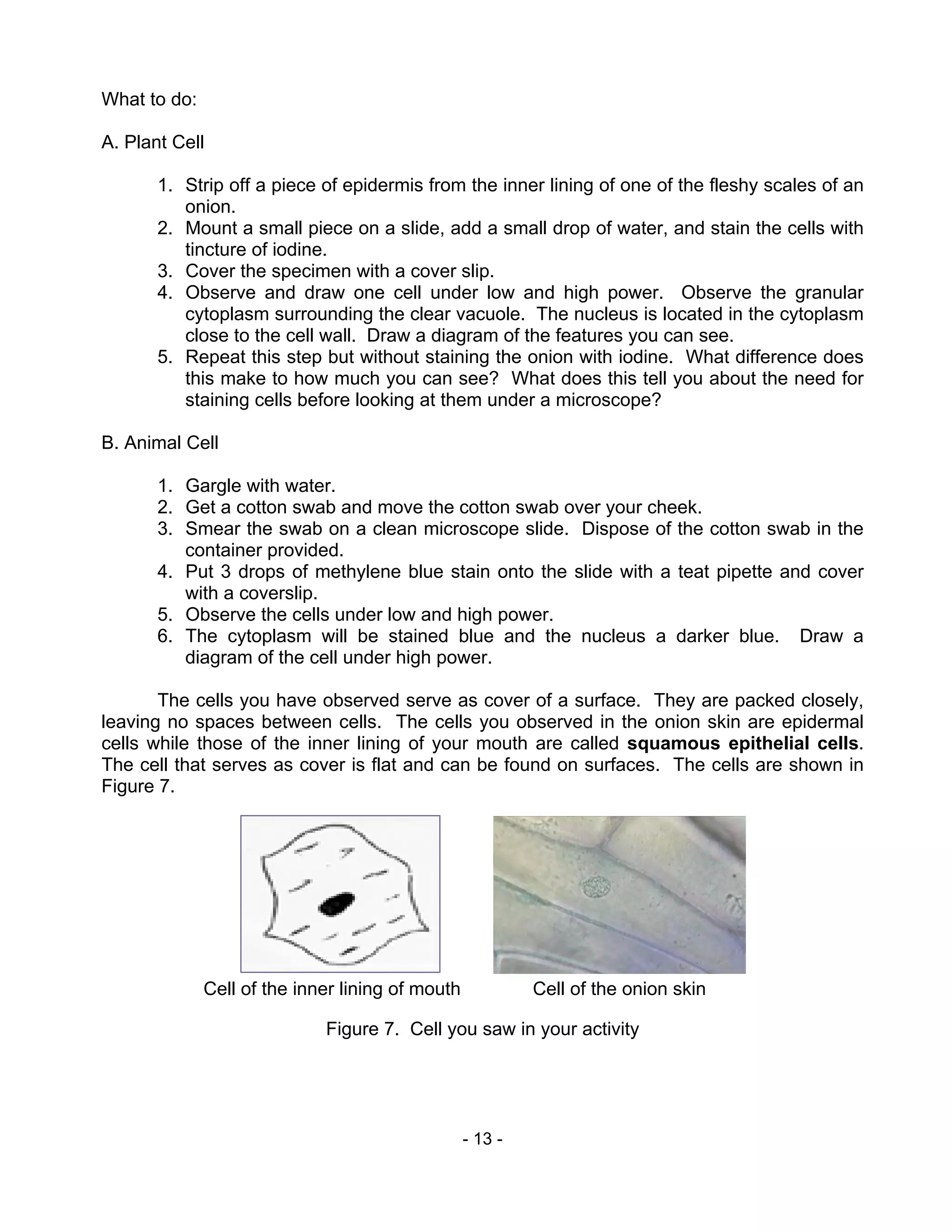 - 13 -
What to do:
A. Plant Cell
1. Strip off a piece of epidermis from the inner lining of one of the fleshy scales of an
onion.
2. Mount a small piece on a slide, add a small drop of water, and stain the cells with
tincture of iodine.
3. Cover the specimen with a cover slip.
4. Observe and draw one cell under low and high power. Observe the granular
cytoplasm surrounding the clear vacuole. The nucleus is located in the cytoplasm
close to the cell wall. Draw a diagram of the features you can see.
5. Repeat this step but without staining the onion with iodine. What difference does
this make to how much you can see? What does this tell you about the need for
staining cells before looking at them under a microscope?
B. Animal Cell
1. Gargle with water.
2. Get a cotton swab and move the cotton swab over your cheek.
3. Smear the swab on a clean microscope slide. Dispose of the cotton swab in the
container provided.
4. Put 3 drops of methylene blue stain onto the slide with a teat pipette and cover
with a coverslip.
5. Observe the cells under low and high power.
6. The cytoplasm will be stained blue and the nucleus a darker blue. Draw a
diagram of the cell under high power.
The cells you have observed serve as cover of a surface. They are packed closely,
leaving no spaces between cells. The cells you observed in the onion skin are epidermal
cells while those of the inner lining of your mouth are called squamous epithelial cells.
The cell that serves as cover is flat and can be found on surfaces. The cells are shown in
Figure 7.
Cell of the inner lining of mouth Cell of the onion skin
Figure 7. Cell you saw in your activity
 