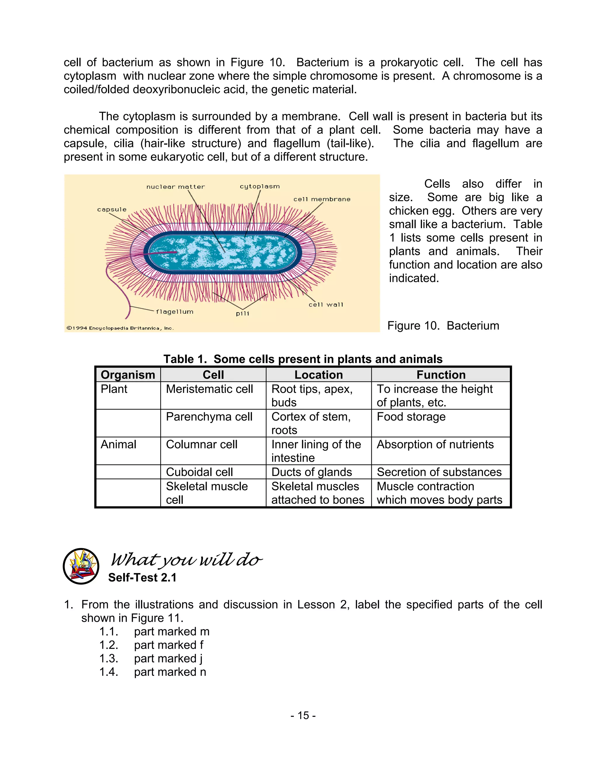 - 15 -
cell of bacterium as shown in Figure 10. Bacterium is a prokaryotic cell. The cell has
cytoplasm with nuclear zone where the simple chromosome is present. A chromosome is a
coiled/folded deoxyribonucleic acid, the genetic material.
The cytoplasm is surrounded by a membrane. Cell wall is present in bacteria but its
chemical composition is different from that of a plant cell. Some bacteria may have a
capsule, cilia (hair-like structure) and flagellum (tail-like). The cilia and flagellum are
present in some eukaryotic cell, but of a different structure.
Cells also differ in
size. Some are big like a
chicken egg. Others are very
small like a bacterium. Table
1 lists some cells present in
plants and animals. Their
function and location are also
indicated.
Table 1. Some cells present in plants and animals
Organism Cell Location Function
Plant Meristematic cell Root tips, apex,
buds
To increase the height
of plants, etc.
Parenchyma cell Cortex of stem,
roots
Food storage
Animal Columnar cell Inner lining of the
intestine
Absorption of nutrients
Cuboidal cell Ducts of glands Secretion of substances
Skeletal muscle
cell
Skeletal muscles
attached to bones
Muscle contraction
which moves body parts
What you will do
Self-Test 2.1
1. From the illustrations and discussion in Lesson 2, label the specified parts of the cell
shown in Figure 11.
1.1. part marked m
1.2. part marked f
1.3. part marked j
1.4. part marked n
Figure 10. Bacterium
 