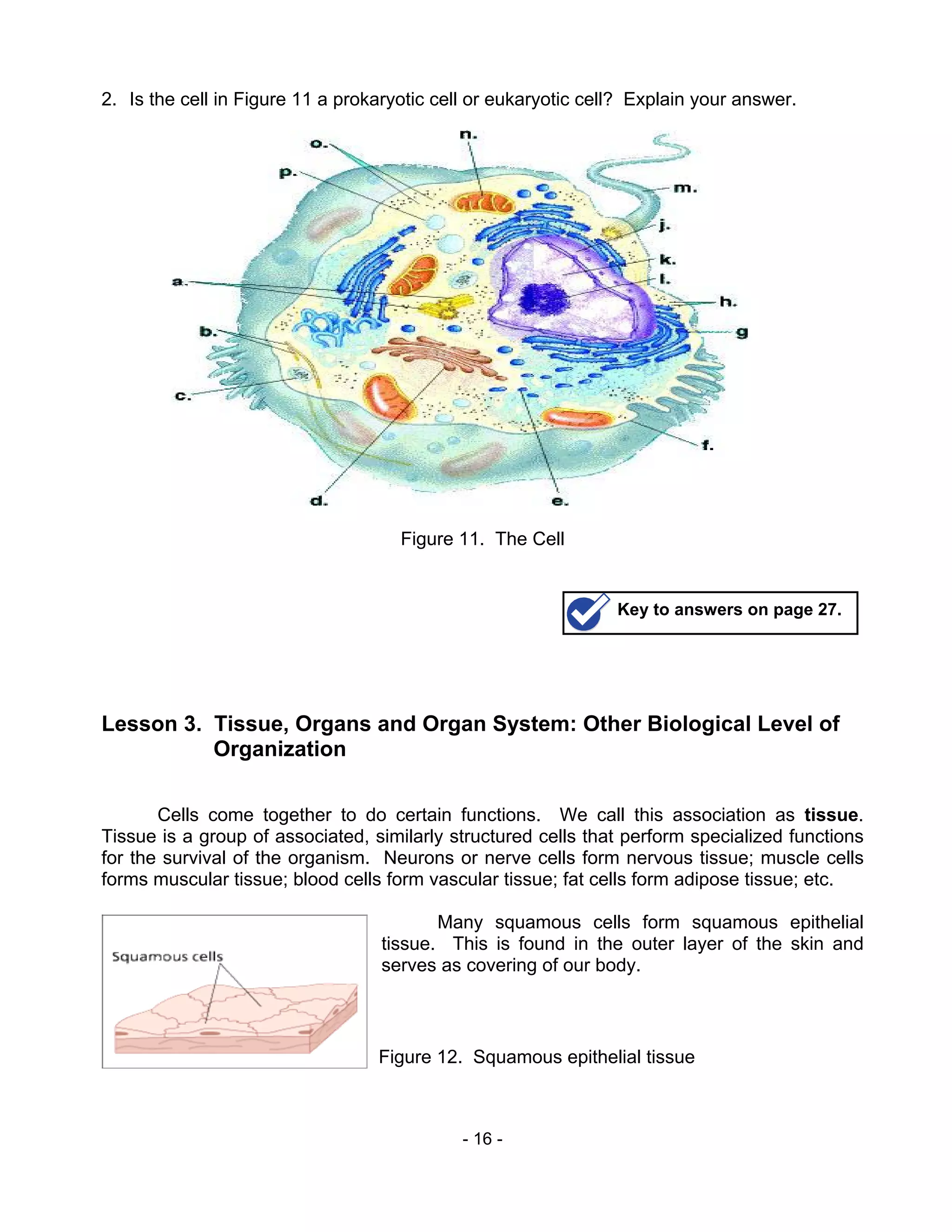 - 16 -
2. Is the cell in Figure 11 a prokaryotic cell or eukaryotic cell? Explain your answer.
Lesson 3. Tissue, Organs and Organ System: Other Biological Level of
Organization
Cells come together to do certain functions. We call this association as tissue.
Tissue is a group of associated, similarly structured cells that perform specialized functions
for the survival of the organism. Neurons or nerve cells form nervous tissue; muscle cells
forms muscular tissue; blood cells form vascular tissue; fat cells form adipose tissue; etc.
Many squamous cells form squamous epithelial
tissue. This is found in the outer layer of the skin and
serves as covering of our body.
Figure 11. The Cell
Key to answers on page 27.
Figure 12. Squamous epithelial tissue
 