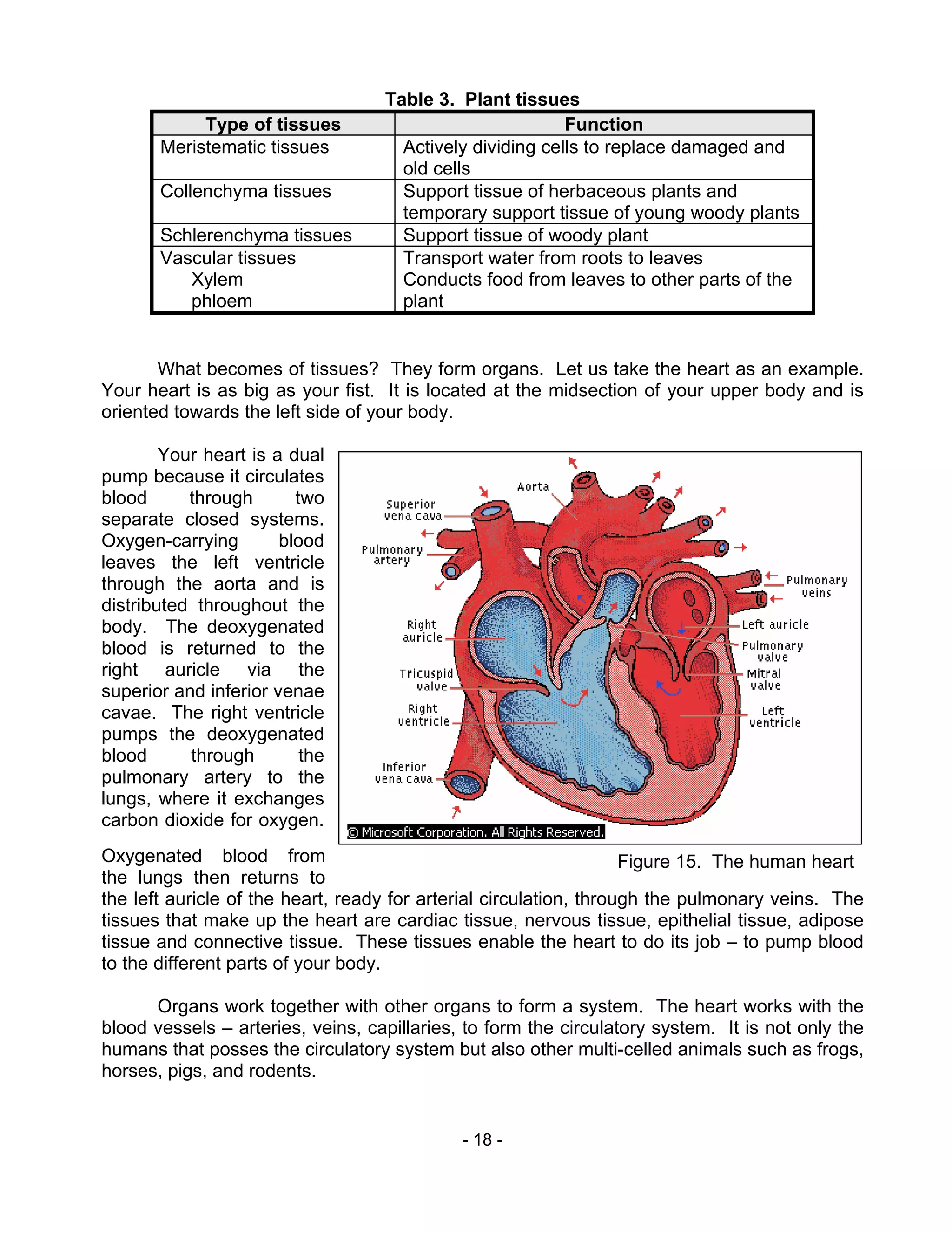 - 18 -
Table 3. Plant tissues
Type of tissues Function
Meristematic tissues Actively dividing cells to replace damaged and
old cells
Collenchyma tissues Support tissue of herbaceous plants and
temporary support tissue of young woody plants
Schlerenchyma tissues Support tissue of woody plant
Vascular tissues
Xylem
phloem
Transport water from roots to leaves
Conducts food from leaves to other parts of the
plant
What becomes of tissues? They form organs. Let us take the heart as an example.
Your heart is as big as your fist. It is located at the midsection of your upper body and is
oriented towards the left side of your body.
Your heart is a dual
pump because it circulates
blood through two
separate closed systems.
Oxygen-carrying blood
leaves the left ventricle
through the aorta and is
distributed throughout the
body. The deoxygenated
blood is returned to the
right auricle via the
superior and inferior venae
cavae. The right ventricle
pumps the deoxygenated
blood through the
pulmonary artery to the
lungs, where it exchanges
carbon dioxide for oxygen.
Oxygenated blood from
the lungs then returns to
the left auricle of the heart, ready for arterial circulation, through the pulmonary veins. The
tissues that make up the heart are cardiac tissue, nervous tissue, epithelial tissue, adipose
tissue and connective tissue. These tissues enable the heart to do its job – to pump blood
to the different parts of your body.
Organs work together with other organs to form a system. The heart works with the
blood vessels – arteries, veins, capillaries, to form the circulatory system. It is not only the
humans that posses the circulatory system but also other multi-celled animals such as frogs,
horses, pigs, and rodents.
Figure 15. The human heart
 