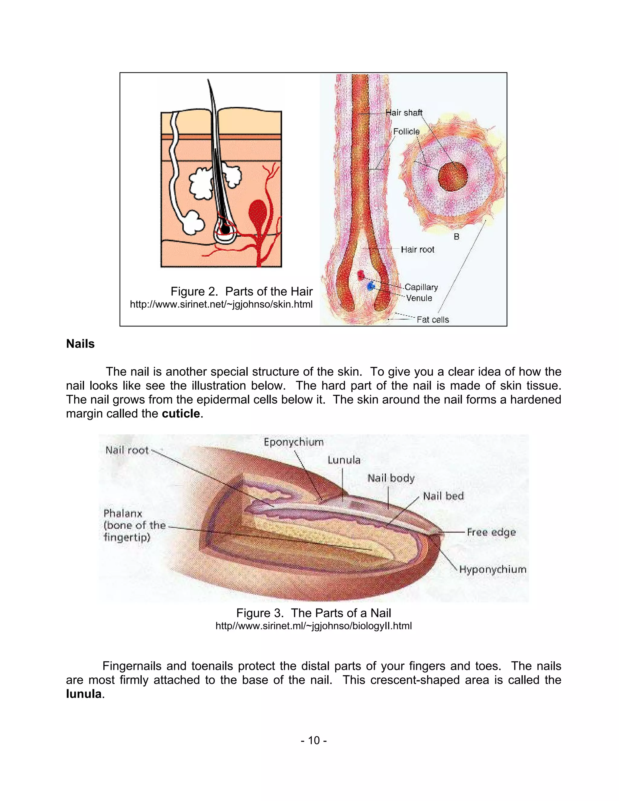 - 10 -
Nails
The nail is another special structure of the skin. To give you a clear idea of how the
nail looks like see the illustration below. The hard part of the nail is made of skin tissue.
The nail grows from the epidermal cells below it. The skin around the nail forms a hardened
margin called the cuticle.
Fingernails and toenails protect the distal parts of your fingers and toes. The nails
are most firmly attached to the base of the nail. This crescent-shaped area is called the
lunula.
Figure 3. The Parts of a Nail
http//www.sirinet.ml/~jgjohnso/biologyII.html
Figure 2. Parts of the Hair
http://www.sirinet.net/~jgjohnso/skin.html
 