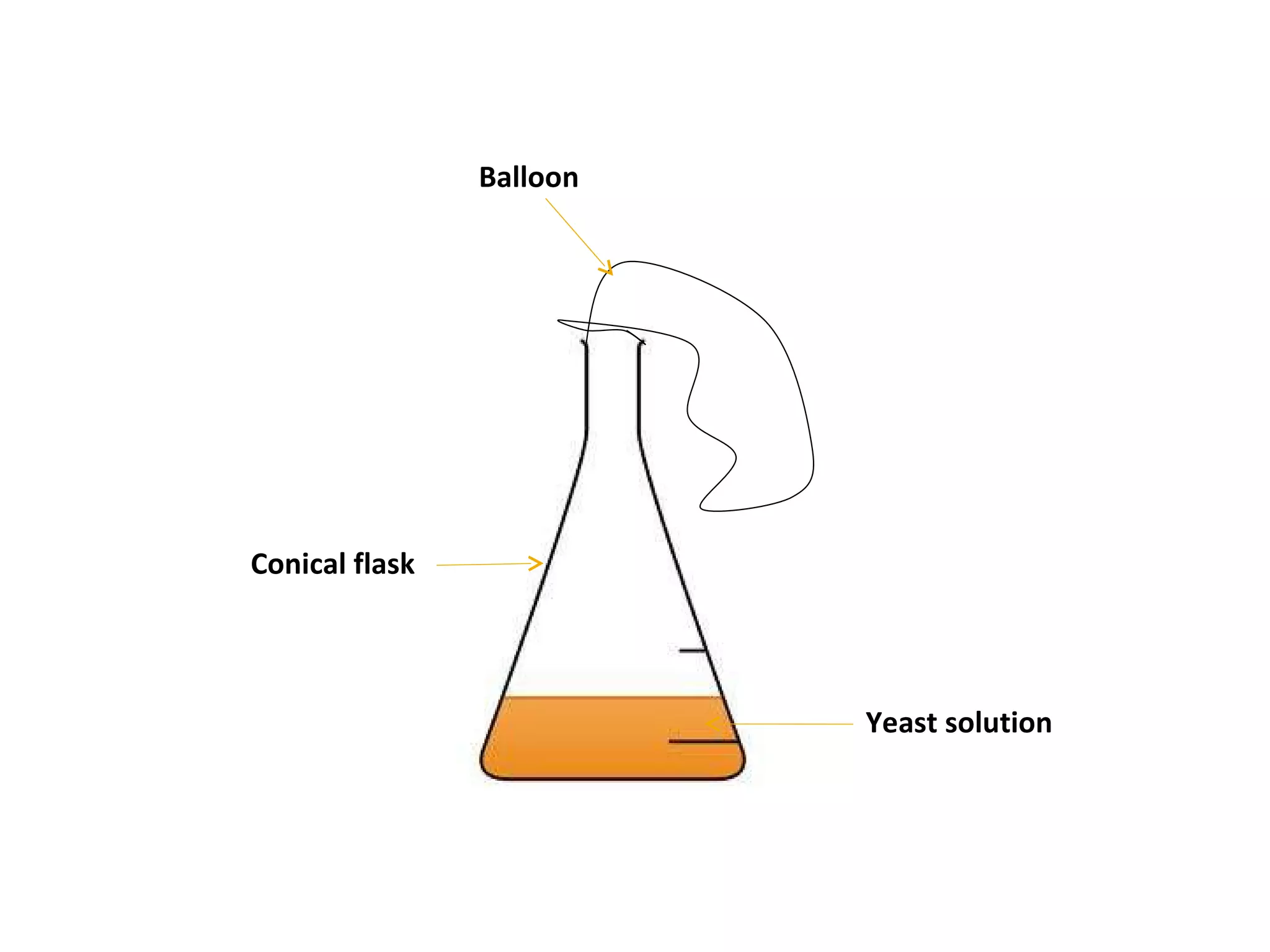 Conical flask Balloon Yeast solution 