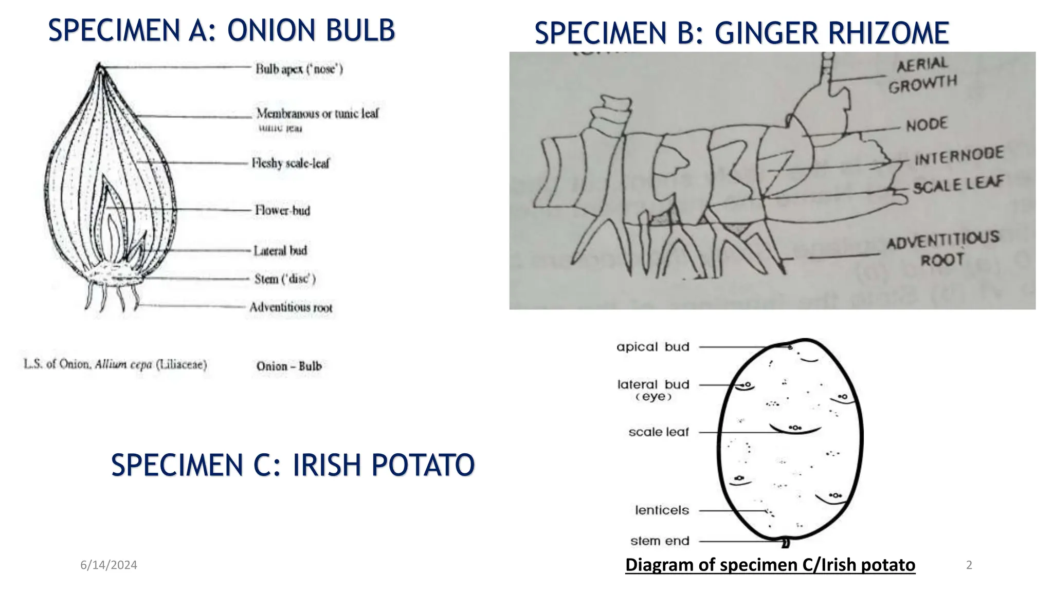 BIOLOGY NATIONAL EXAMINATION COUNCIL (NECO) 2024 PRACTICAL MANUAL.pptx