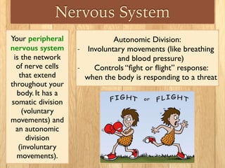 Biology: Nervous System 2 | PDF