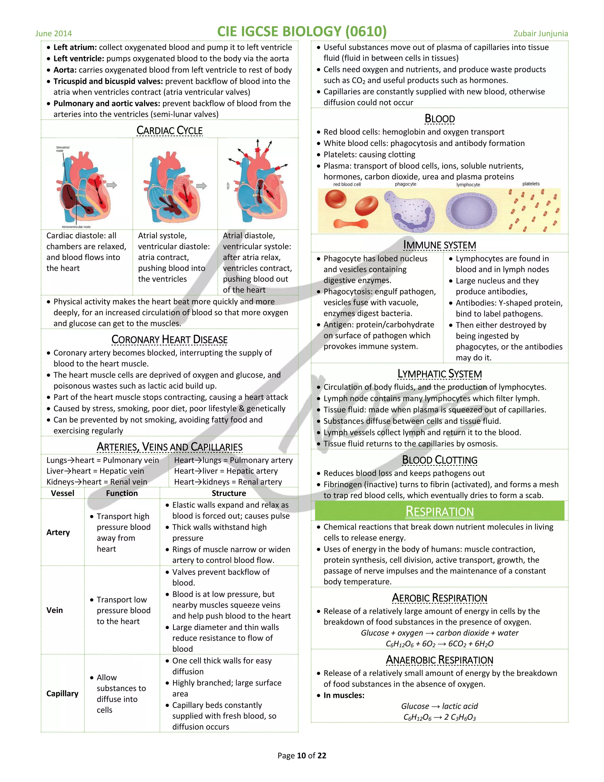 June 2014 CIE IGCSE BIOLOGY (0610) Zubair Junjunia
Page 10 of 22
 Left atrium: collect oxygenated blood and pump it to left ventricle
 Left ventricle: pumps oxygenated blood to the body via the aorta
 Aorta: carries oxygenated blood from left ventricle to rest of body
 Tricuspid and bicuspid valves: prevent backflow of blood into the
atria when ventricles contract (atria ventricular valves)
 Pulmonary and aortic valves: prevent backflow of blood from the
arteries into the ventricles (semi-lunar valves)
CARDIAC CYCLE
Cardiac diastole: all
chambers are relaxed,
and blood flows into
the heart
Atrial systole,
ventricular diastole:
atria contract,
pushing blood into
the ventricles
Atrial diastole,
ventricular systole:
after atria relax,
ventricles contract,
pushing blood out
of the heart
 Physical activity makes the heart beat more quickly and more
deeply, for an increased circulation of blood so that more oxygen
and glucose can get to the muscles.
CORONARY HEART DISEASE
 Coronary artery becomes blocked, interrupting the supply of
blood to the heart muscle.
 The heart muscle cells are deprived of oxygen and glucose, and
poisonous wastes such as lactic acid build up.
 Part of the heart muscle stops contracting, causing a heart attack
 Caused by stress, smoking, poor diet, poor lifestyle & genetically
 Can be prevented by not smoking, avoiding fatty food and
exercising regularly
ARTERIES, VEINS AND CAPILLARIES
Lungs→heart = Pulmonary vein
Liver→heart = Hepatic vein
Kidneys→heart = Renal vein
Heart→lungs = Pulmonary artery
Heart→liver = Hepatic artery
Heart→kidneys = Renal artery
Vessel Function Structure
Artery
 Transport high
pressure blood
away from
heart
 Elastic walls expand and relax as
blood is forced out; causes pulse
 Thick walls withstand high
pressure
 Rings of muscle narrow or widen
artery to control blood flow.
Vein
 Transport low
pressure blood
to the heart
 Valves prevent backflow of
blood.
 Blood is at low pressure, but
nearby muscles squeeze veins
and help push blood to the heart
 Large diameter and thin walls
reduce resistance to flow of
blood
Capillary
 Allow
substances to
diffuse into
cells
 One cell thick walls for easy
diffusion
 Highly branched; large surface
area
 Capillary beds constantly
supplied with fresh blood, so
diffusion occurs
 Useful substances move out of plasma of capillaries into tissue
fluid (fluid in between cells in tissues)
 Cells need oxygen and nutrients, and produce waste products
such as CO2 and useful products such as hormones.
 Capillaries are constantly supplied with new blood, otherwise
diffusion could not occur
BLOOD
 Red blood cells: hemoglobin and oxygen transport
 White blood cells: phagocytosis and antibody formation
 Platelets: causing clotting
 Plasma: transport of blood cells, ions, soluble nutrients,
hormones, carbon dioxide, urea and plasma proteins
IMMUNE SYSTEM
 Phagocyte has lobed nucleus
and vesicles containing
digestive enzymes.
 Phagocytosis: engulf pathogen,
vesicles fuse with vacuole,
enzymes digest bacteria.
 Antigen: protein/carbohydrate
on surface of pathogen which
provokes immune system.
 Lymphocytes are found in
blood and in lymph nodes
 Large nucleus and they
produce antibodies,
 Antibodies: Y-shaped protein,
bind to label pathogens.
 Then either destroyed by
being ingested by
phagocytes, or the antibodies
may do it.
LYMPHATIC SYSTEM
 Circulation of body fluids, and the production of lymphocytes.
 Lymph node contains many lymphocytes which filter lymph.
 Tissue fluid: made when plasma is squeezed out of capillaries.
 Substances diffuse between cells and tissue fluid.
 Lymph vessels collect lymph and return it to the blood.
 Tissue fluid returns to the capillaries by osmosis.
BLOOD CLOTTING
 Reduces blood loss and keeps pathogens out
 Fibrinogen (inactive) turns to fibrin (activated), and forms a mesh
to trap red blood cells, which eventually dries to form a scab.
RESPIRATION
 Chemical reactions that break down nutrient molecules in living
cells to release energy.
 Uses of energy in the body of humans: muscle contraction,
protein synthesis, cell division, active transport, growth, the
passage of nerve impulses and the maintenance of a constant
body temperature.
AEROBIC RESPIRATION
 Release of a relatively large amount of energy in cells by the
breakdown of food substances in the presence of oxygen.
Glucose + oxygen → carbon dioxide + water
C6H12O6 + 6O2 → 6CO2 + 6H2O
ANAEROBIC RESPIRATION
 Release of a relatively small amount of energy by the breakdown
of food substances in the absence of oxygen.
 In muscles:
Glucose → lactic acid
C6H12O6 → 2 C3H6O3
 