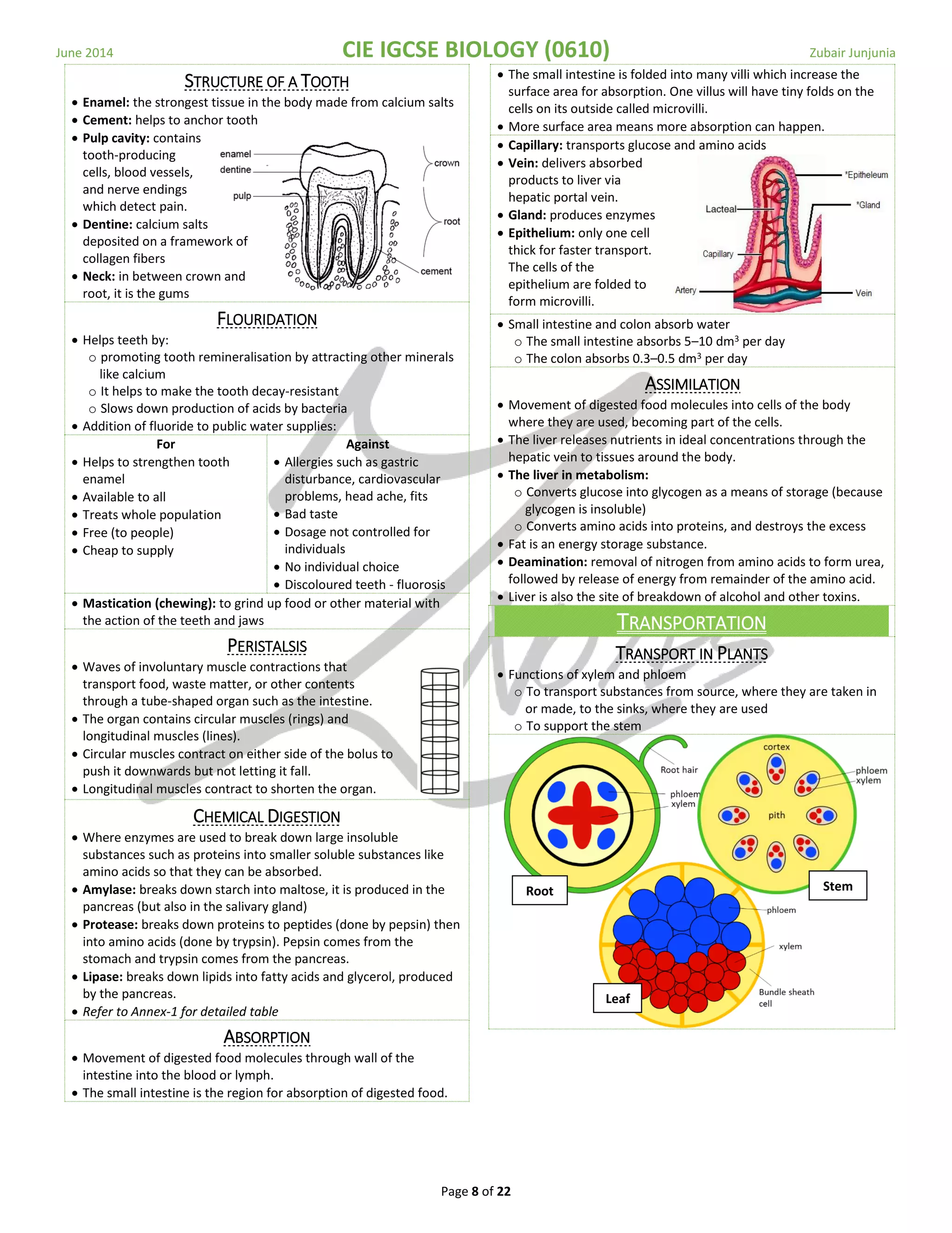 June 2014 CIE IGCSE BIOLOGY (0610) Zubair Junjunia
Page 8 of 22
STRUCTURE OF A TOOTH
 Enamel: the strongest tissue in the body made from calcium salts
 Cement: helps to anchor tooth
 Pulp cavity: contains
tooth-producing
cells, blood vessels,
and nerve endings
which detect pain.
 Dentine: calcium salts
deposited on a framework of
collagen fibers
 Neck: in between crown and
root, it is the gums
FLOURIDATION
 Helps teeth by:
o promoting tooth remineralisation by attracting other minerals
like calcium
o It helps to make the tooth decay-resistant
o Slows down production of acids by bacteria
 Addition of fluoride to public water supplies:
For
 Helps to strengthen tooth
enamel
 Available to all
 Treats whole population
 Free (to people)
 Cheap to supply
Against
 Allergies such as gastric
disturbance, cardiovascular
problems, head ache, fits
 Bad taste
 Dosage not controlled for
individuals
 No individual choice
 Discoloured teeth - fluorosis
 Mastication (chewing): to grind up food or other material with
the action of the teeth and jaws
PERISTALSIS
 Waves of involuntary muscle contractions that
transport food, waste matter, or other contents
through a tube-shaped organ such as the intestine.
 The organ contains circular muscles (rings) and
longitudinal muscles (lines).
 Circular muscles contract on either side of the bolus to
push it downwards but not letting it fall.
 Longitudinal muscles contract to shorten the organ.
CHEMICAL DIGESTION
 Where enzymes are used to break down large insoluble
substances such as proteins into smaller soluble substances like
amino acids so that they can be absorbed.
 Amylase: breaks down starch into maltose, it is produced in the
pancreas (but also in the salivary gland)
 Protease: breaks down proteins to peptides (done by pepsin) then
into amino acids (done by trypsin). Pepsin comes from the
stomach and trypsin comes from the pancreas.
 Lipase: breaks down lipids into fatty acids and glycerol, produced
by the pancreas.
 Refer to Annex-1 for detailed table
ABSORPTION
 Movement of digested food molecules through wall of the
intestine into the blood or lymph.
 The small intestine is the region for absorption of digested food.
 The small intestine is folded into many villi which increase the
surface area for absorption. One villus will have tiny folds on the
cells on its outside called microvilli.
 More surface area means more absorption can happen.
 Capillary: transports glucose and amino acids
 Vein: delivers absorbed
products to liver via
hepatic portal vein.
 Gland: produces enzymes
 Epithelium: only one cell
thick for faster transport.
The cells of the
epithelium are folded to
form microvilli.
 Small intestine and colon absorb water
o The small intestine absorbs 5–10 dm3 per day
o The colon absorbs 0.3–0.5 dm3 per day
ASSIMILATION
 Movement of digested food molecules into cells of the body
where they are used, becoming part of the cells.
 The liver releases nutrients in ideal concentrations through the
hepatic vein to tissues around the body.
 The liver in metabolism:
o Converts glucose into glycogen as a means of storage (because
glycogen is insoluble)
o Converts amino acids into proteins, and destroys the excess
 Fat is an energy storage substance.
 Deamination: removal of nitrogen from amino acids to form urea,
followed by release of energy from remainder of the amino acid.
 Liver is also the site of breakdown of alcohol and other toxins.
TRANSPORTATION
TRANSPORT IN PLANTS
 Functions of xylem and phloem
o To transport substances from source, where they are taken in
or made, to the sinks, where they are used
o To support the stem
Root Stem
Leaf
 