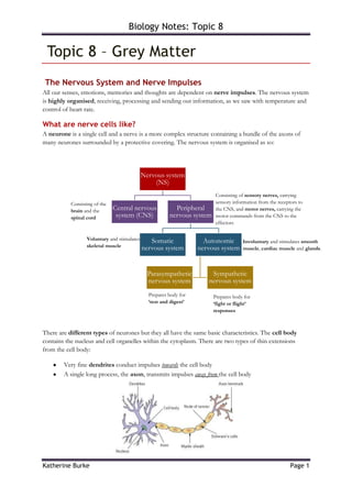  Topic 8 – Grey Matter<br /> The Nervous System and Nerve Impulses<br />All our senses, emotions, memories and thoughts are dependent on nerve impulses. The nervous system is highly organised, receiving, processing and sending out information, as we saw with temperature and control of heart rate.<br />What are nerve cells like?<br />A neurone is a single cell and a nerve is a more complex structure containing a bundle of the axons of many neurones surrounded by a protective covering. The nervous system is organised as so:<br />Prepares body for ‘rest and digest’Prepares body for ‘fight or flight’ responsesVoluntary and stimulates skeletal muscleInvoluntary and stimulates smooth muscle, cardiac muscle and glands.Consisting of the brain and the spinal cordConsisting of sensory nerves, carrying sensory information from the receptors to the CNS, and motor nerves, carrying the motor commands from the CNS to the effectors<br />There are different types of neurones but they all have the same basic characteristics. The cell body contains the nucleus and cell organelles within the cytoplasm. There are two types of thin extensions from the cell body:<br />,[object Object]