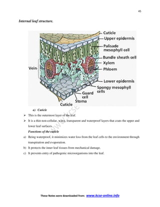 45
These Notes were downloaded from: www.kcse-online.info
Internal leaf structure.
a) Cuticle
This is the outermost layer of the leaf.
It is a thin non-cellular, waxy, transparent and waterproof layers that coats the upper and
lower leaf surfaces.
Functions of the cuticle
a) Being waterproof, it minimizes water loss from the leaf cells to the environment through
transpiration and evaporation.
b) It protects the inner leaf tissues from mechanical damage.
c) It prevents entry of pathogenic microorganisms into the leaf.
 