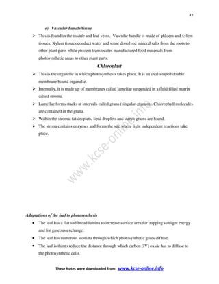 47
These Notes were downloaded from: www.kcse-online.info
e) Vascular bundle/tissue
This is found in the midrib and leaf veins. Vascular bundle is made of phloem and xylem
tissues. Xylem tissues conduct water and some dissolved mineral salts from the roots to
other plant parts while phloem translocates manufactured food materials from
photosynthetic areas to other plant parts.
Chloroplast
This is the organelle in which photosynthesis takes place. It is an oval shaped double
membrane bound organelle.
Internally, it is made up of membranes called lamellae suspended in a fluid filled matrix
called stroma.
Lamellae forms stacks at intervals called grana (singular-granum). Chlorophyll molecules
are contained in the grana.
Within the stroma, fat droplets, lipid droplets and starch grains are found.
The strona contains enzymes and forms the site where light independent reactions take
place.
Adaptations of the leaf to photosynthesis
• The leaf has a flat snd broad lamina to increase surface area for trapping sunlight energy
and for gaseous exchange.
• The leaf has numerous stomata through which photosynthetic gases diffuse.
• The leaf is thinto reduce the distance through which carbon (IV) oxide has to diffuse to
the photosynthetic cells.
 