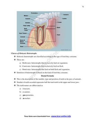 71
These Notes were downloaded from: www.kcse-online.info
Classes of Holozoic Heterotrophs
Holozoic heterotrophs are classified according to the type of food they consume.
These are:
a) Herbivores: heterotrophs that exclusively feed on vegetation.
b) Carnivores: heterotrophs that exclusively feed on flesh.
c) Omnivores: heterotrophs that feed on both flesh and vegetation.
Dentition of heterotrophs is based on the kind of food they consume.
Dental Formula
This is the description of the number, type and position of teeth in the jaws of animals.
Number of teeth recorded represents half the total teeth in the upper and lower jaws.
The teeth names are abbreviated as
a) i-incisors.
b) c-canines.
c) pm-premolars.
d) m-molars.
 