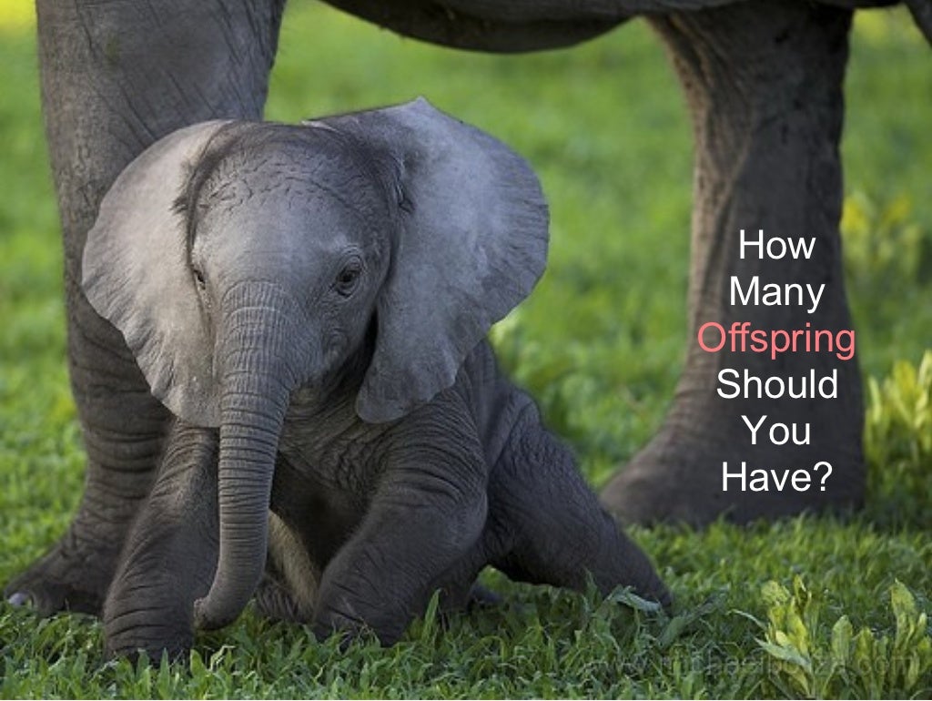 how-many-offspring-should-you