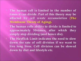  The human cell is limited in the number of
times it can divide. Part of this theory may be
affected by cell waste accumulation (The
Membrane Theory of Aging).
 The human cells ability to divide is limited to
approximately 50-times, after which they
simply stop dividing (and hence die).
 The Hayflick Limit indicates the need to slow
down the rate of cell division if we want to
live long lives. Cell division can be slowed
down by diet and lifestyle etc.
 